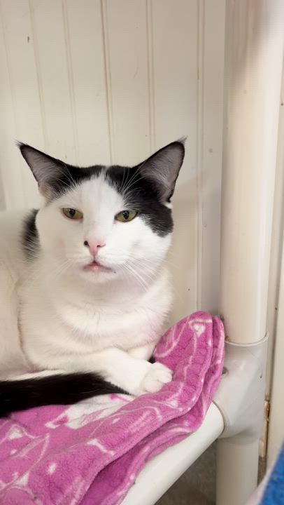 Enlarge Zoreo, a Adoptable Domestic Short Hair in Westbrook, CT video 3/6