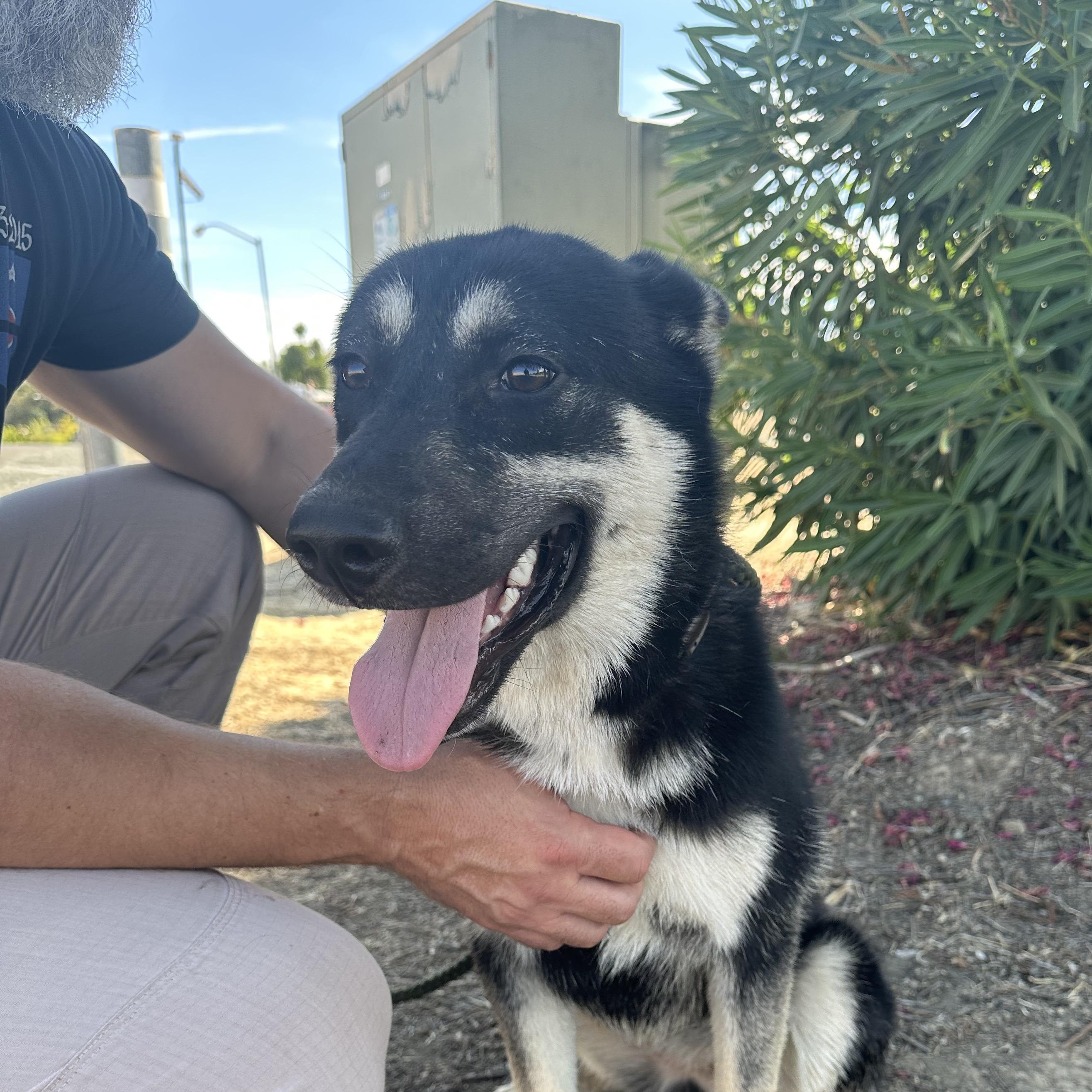 Adopt Ollie