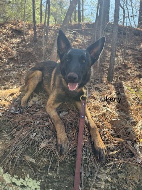 Liberty, ADOPTABLE, Young Female Belgian Shepherd / Malinois.