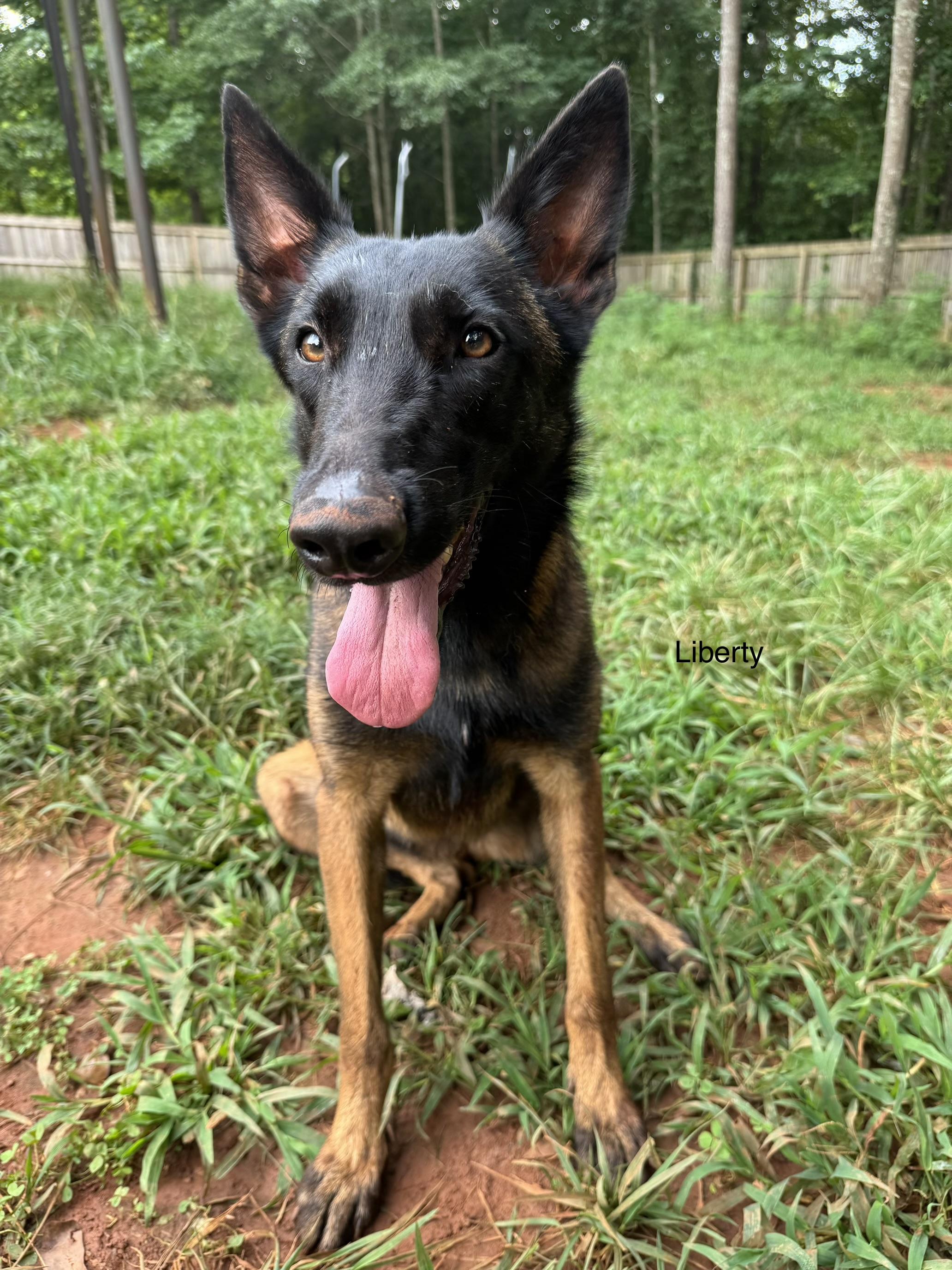 Enlarge Liberty, a ADOPTABLE Belgian Shepherd / Malinois in Rome, GA image 2/2