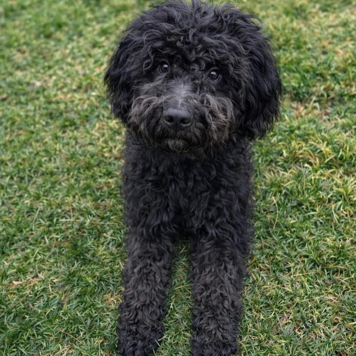 Enlarge Knight , a Adoptable mixed breed in West Valley, UT image 3/4