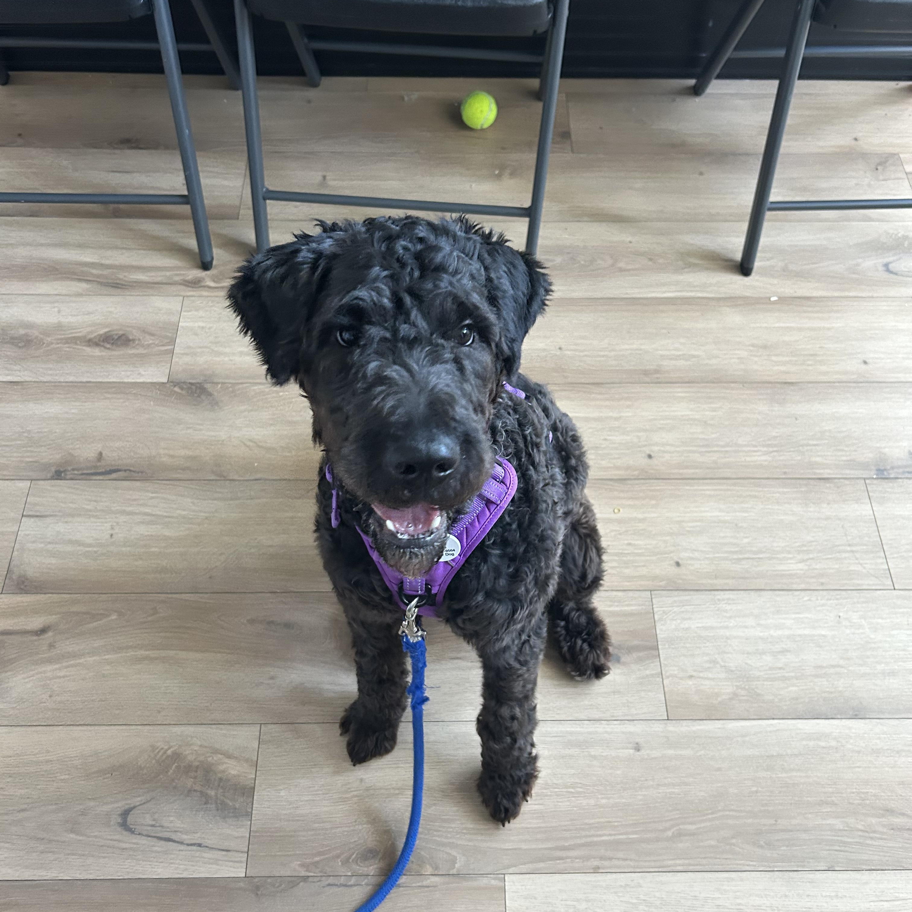 Knight , Adoptable, Adult Male Poodle & Labradoodle.