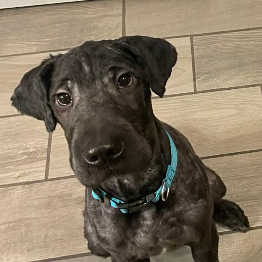 Enlarge Knight , a Adoptable mixed breed in West Valley, UT image 2/4