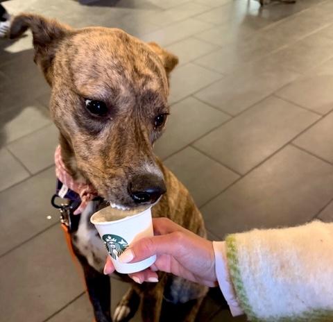 Enlarge Spice, an adopted mixed breed in Brooklyn, NY image 6/6