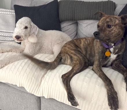 Enlarge Spice, an adopted mixed breed in Brooklyn, NY image 4/6