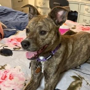 Enlarge Spice, an adopted mixed breed in Brooklyn, NY image 2/6