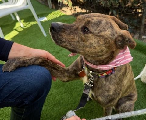 Enlarge Spice, an adopted mixed breed in Brooklyn, NY image 5/6