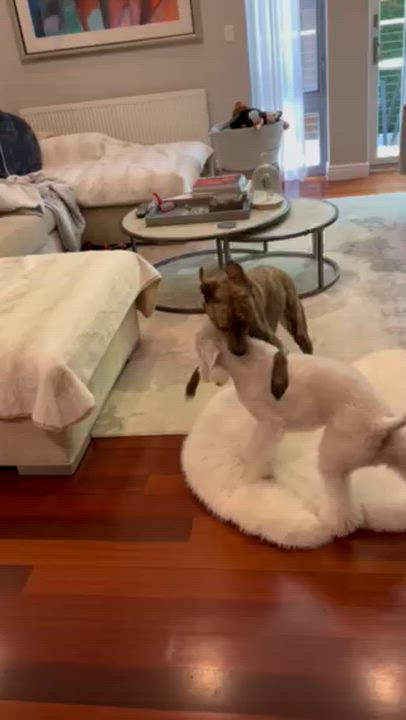 Enlarge Spice, an adopted mixed breed in Brooklyn, NY video 3/6