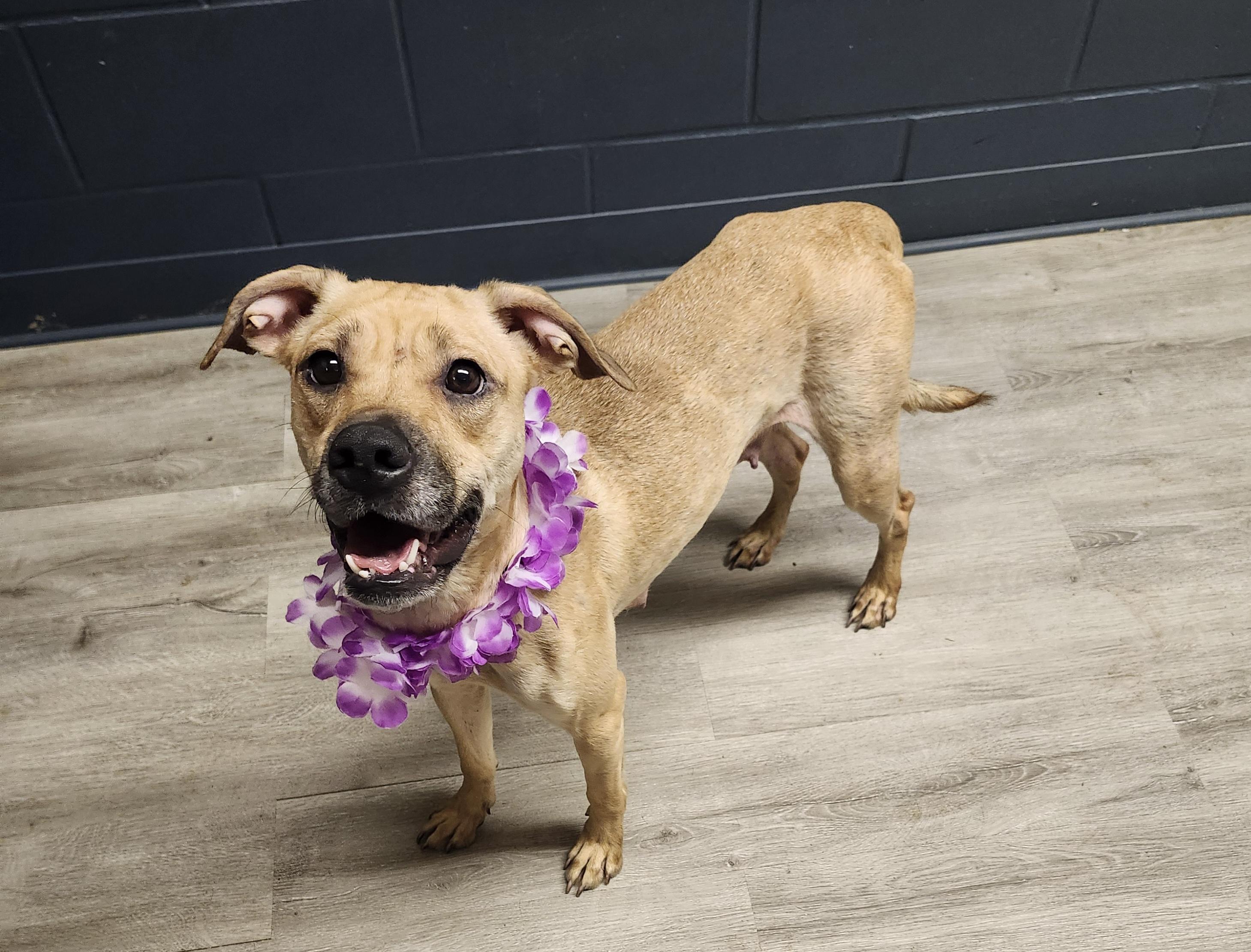 Enlarge Aquamarine, a Adoptable mixed breed in Mansfield, OH image 4/4