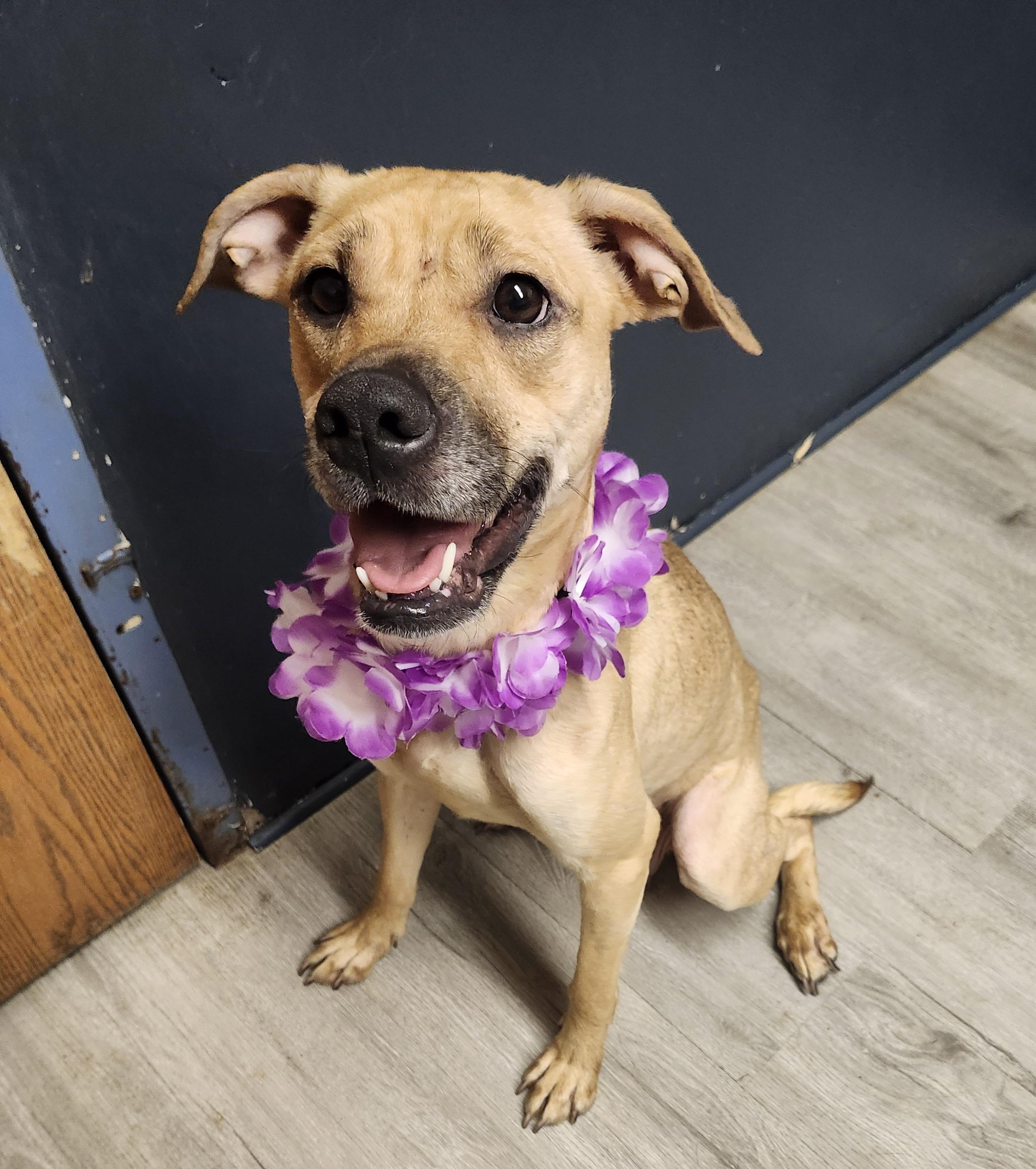 Aquamarine, Adoptable, Adult Female Hound.