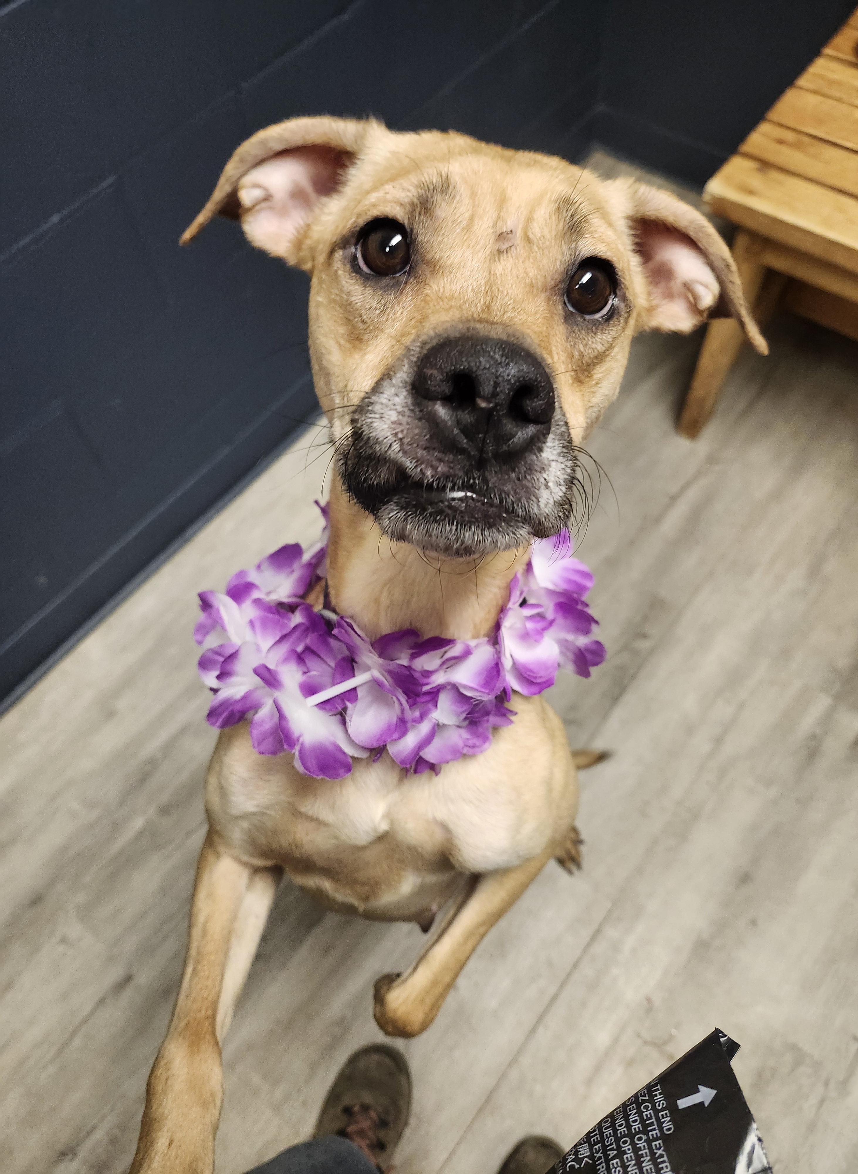 Enlarge Aquamarine, a Adoptable mixed breed in Mansfield, OH image 2/4