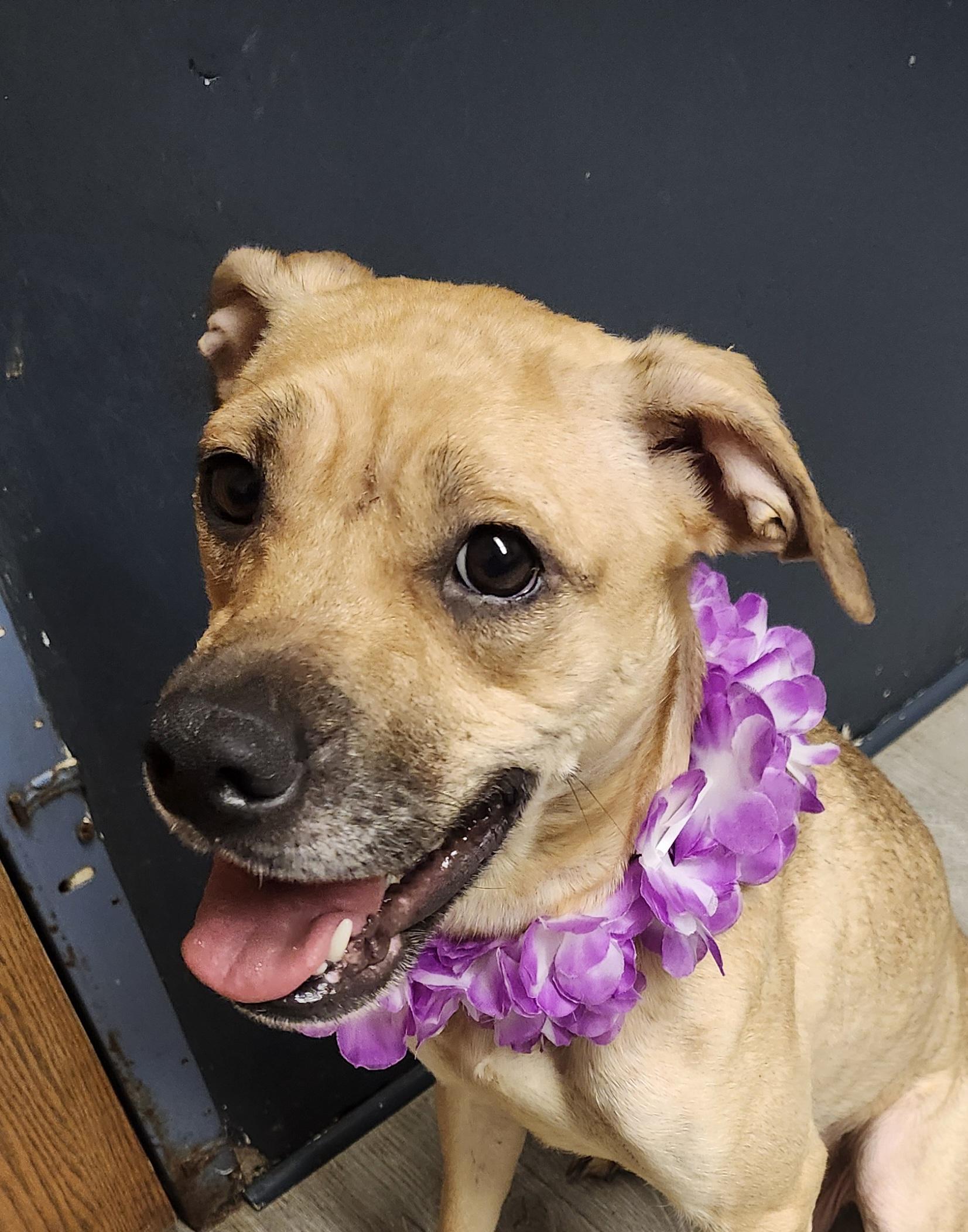 Enlarge Aquamarine, a Adoptable mixed breed in Mansfield, OH image 3/4