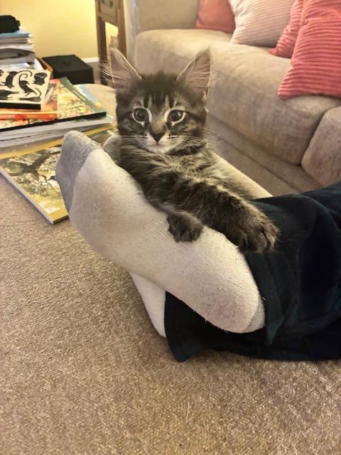 Olive, a ADOPTABLE Domestic Short Hair in Redmond, WA image 1/2