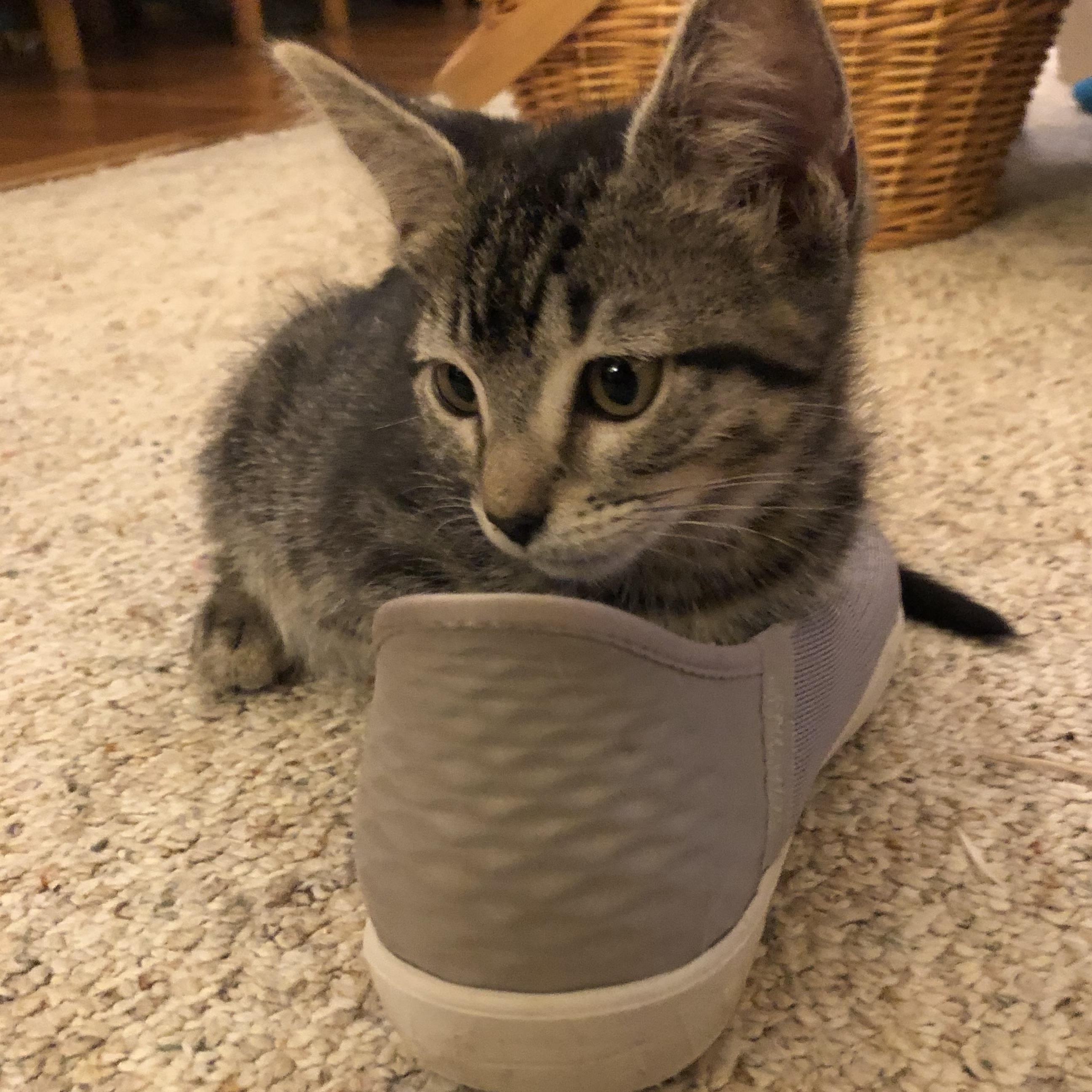 Olive, a ADOPTABLE Domestic Short Hair in Redmond, WA image 2/2