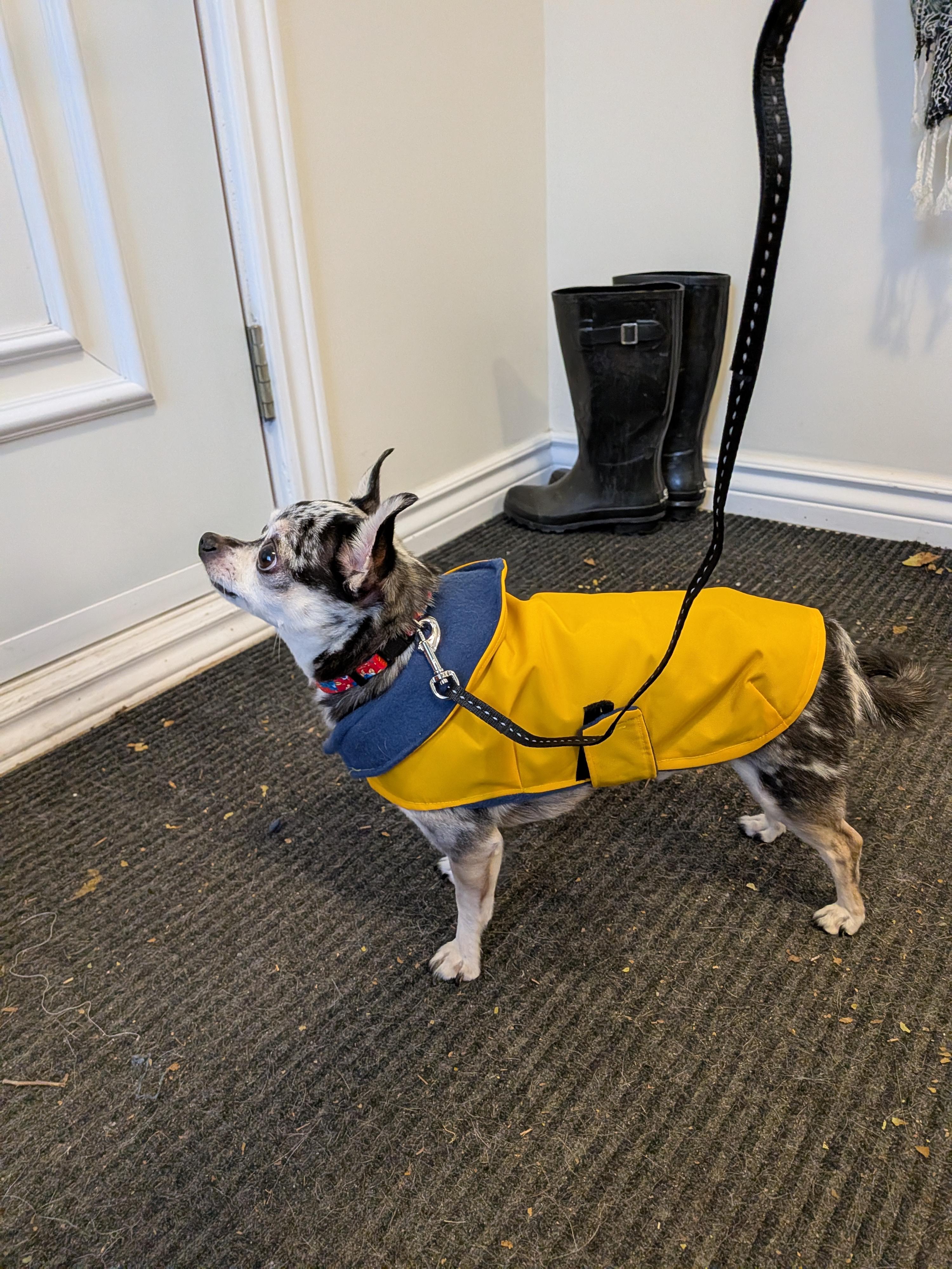 Brooklyn, a Adoptable Chihuahua in Rigaud, QC image 1/4