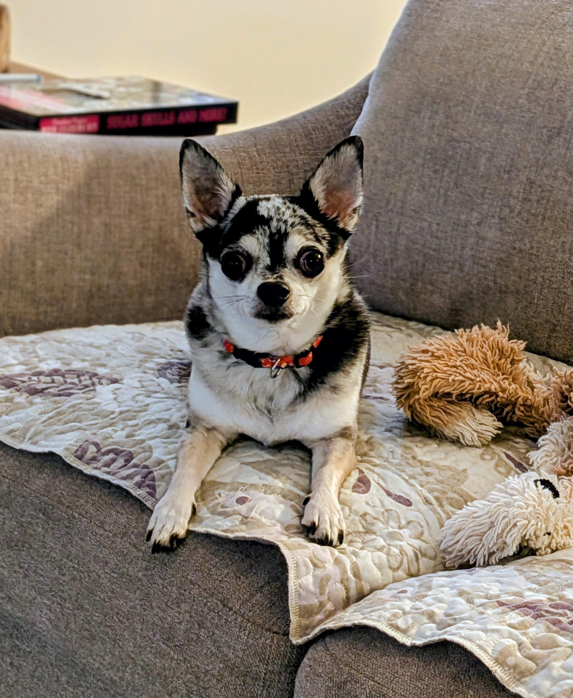 Brooklyn, a Adoptable Chihuahua in Rigaud, QC image 2/4