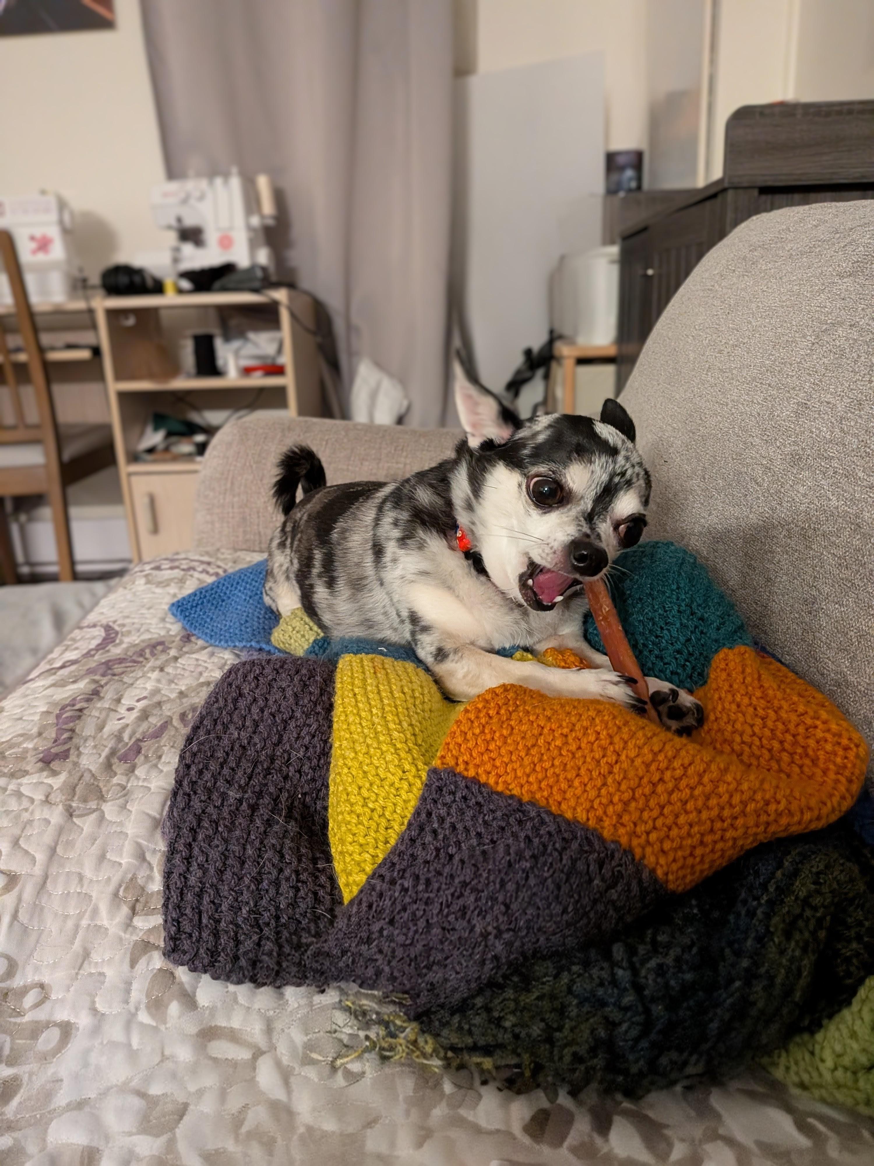 Brooklyn, a Adoptable Chihuahua in Rigaud, QC image 3/4