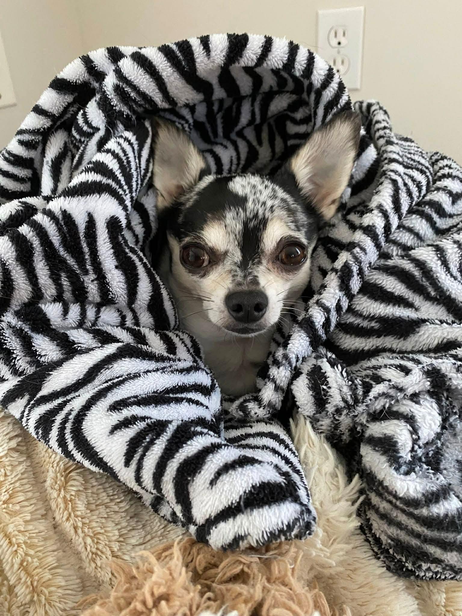 Brooklyn, a Adoptable Chihuahua in Rigaud, QC image 4/4