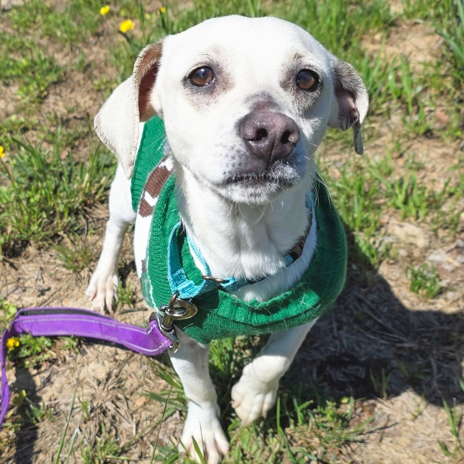 Enlarge Gooey, a ADOPTABLE mixed breed in Shepherdsville, KY image 2/4