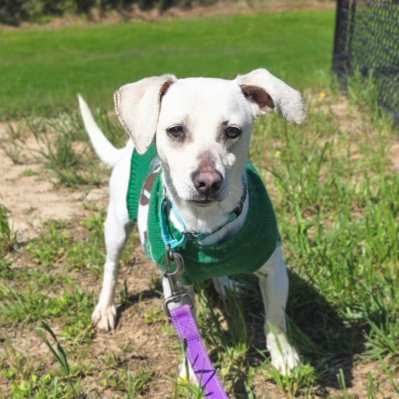Gooey, ADOPTABLE, Adult Male Beagle.