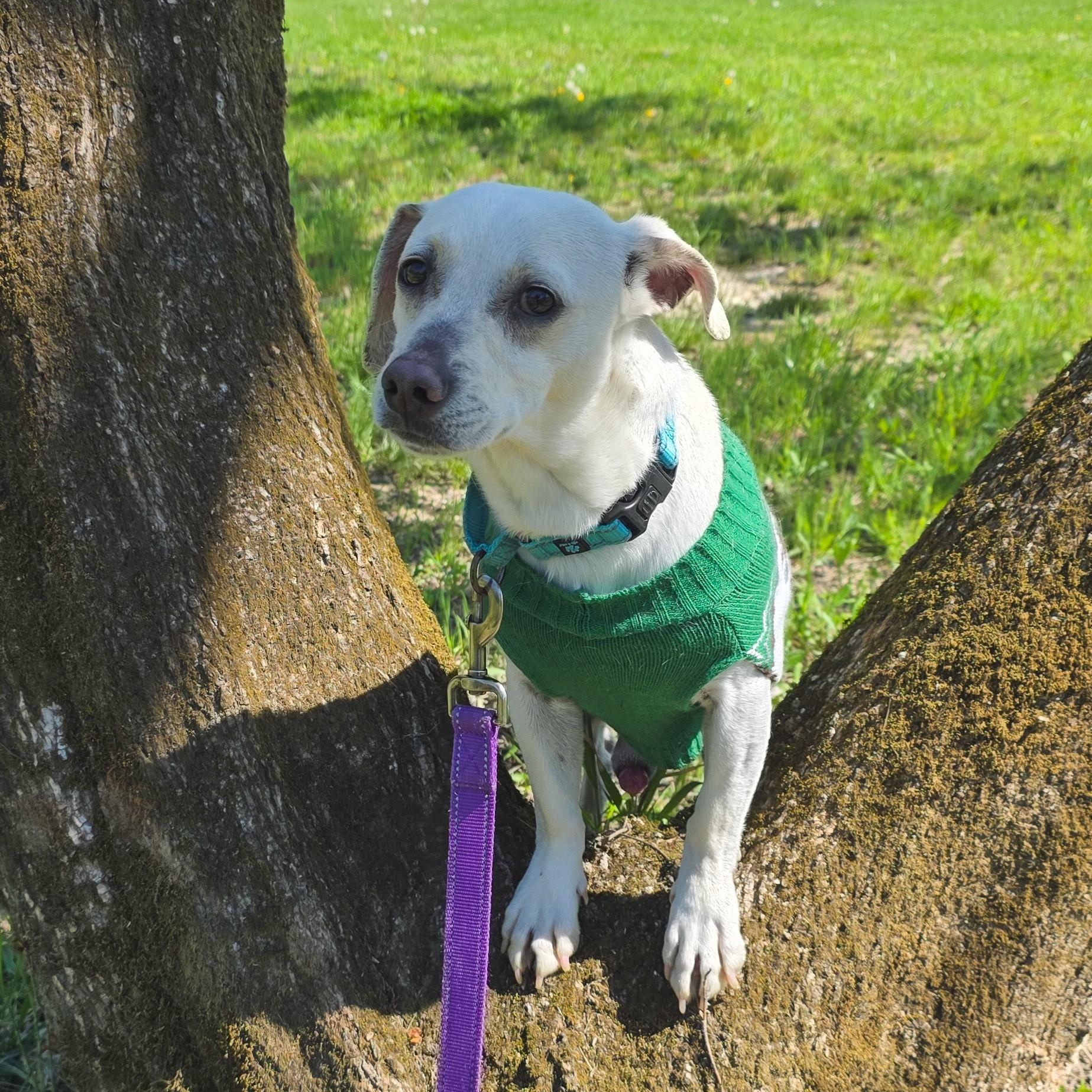 Enlarge Gooey, a ADOPTABLE mixed breed in Shepherdsville, KY image 3/4