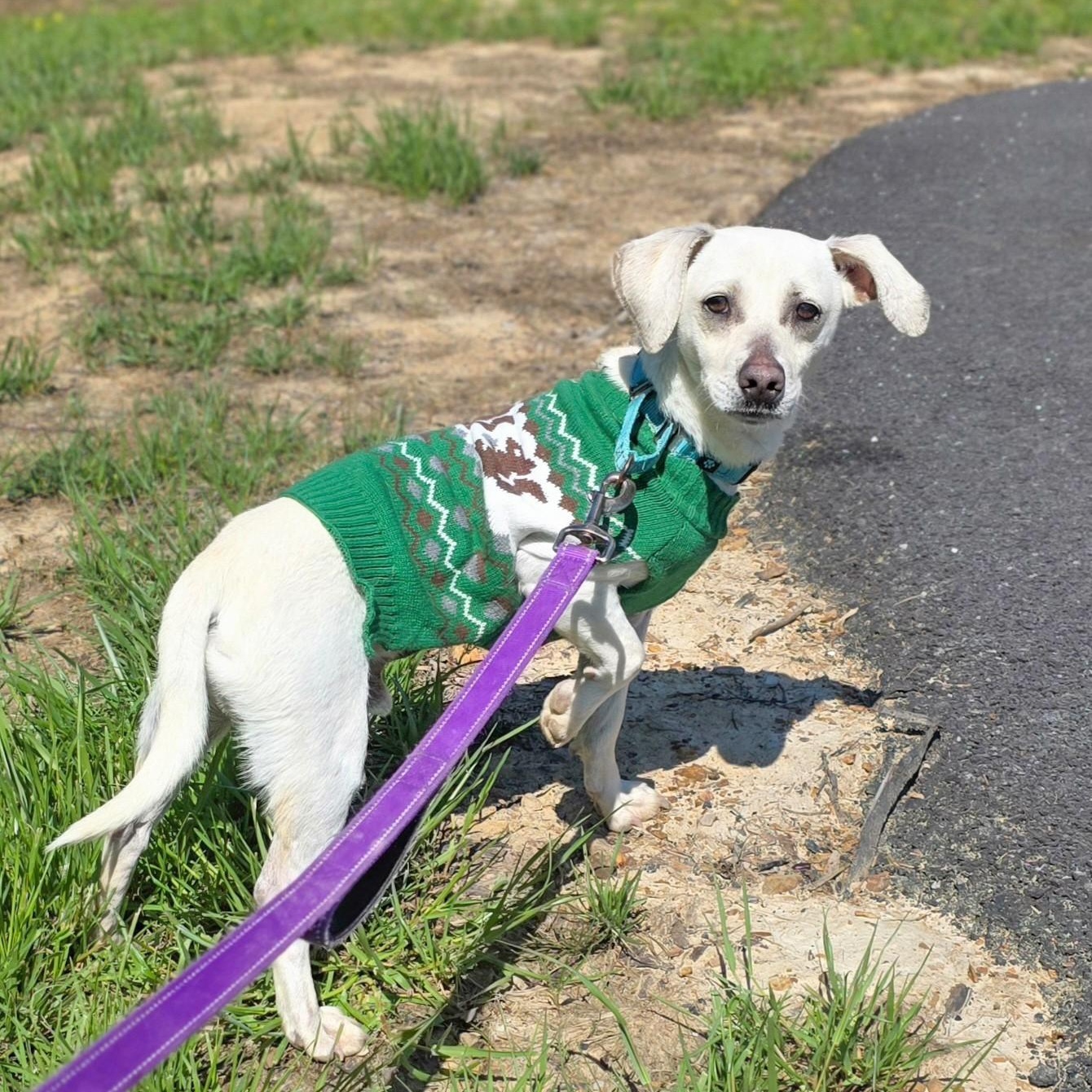 Enlarge Gooey, a ADOPTABLE mixed breed in Shepherdsville, KY image 4/4