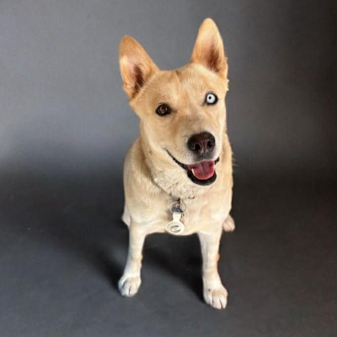 Azul, Adoptable, Adult Female Husky & Yellow Labrador Retriever.