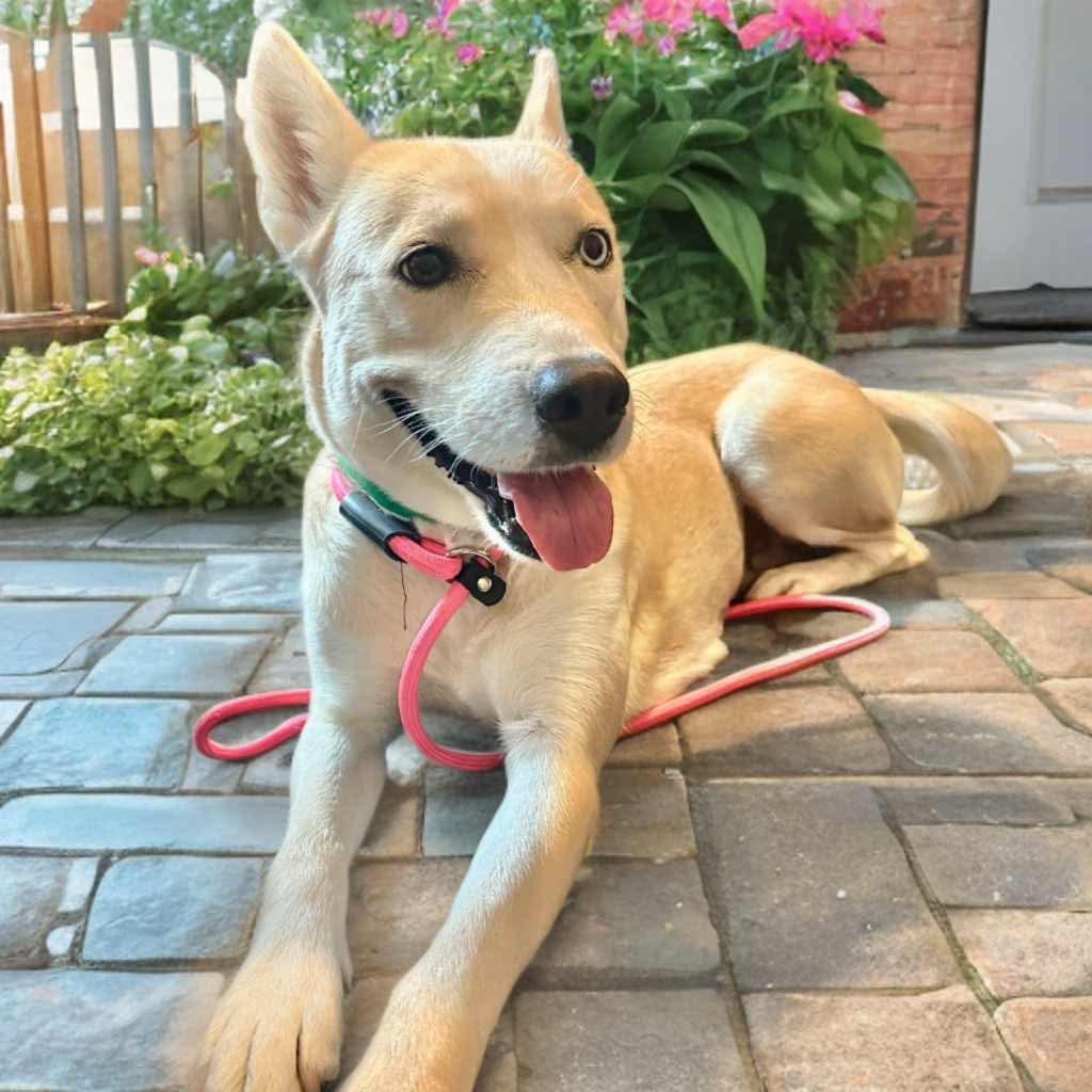 Enlarge Azul, a Adoptable mixed breed in Phoenix, AZ image 2/6