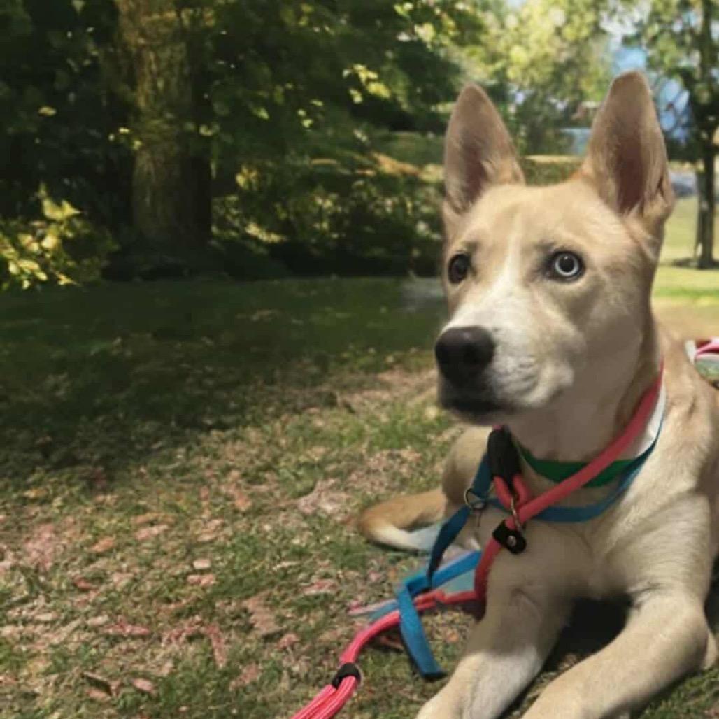 Enlarge Azul, a Adoptable mixed breed in Phoenix, AZ image 3/6