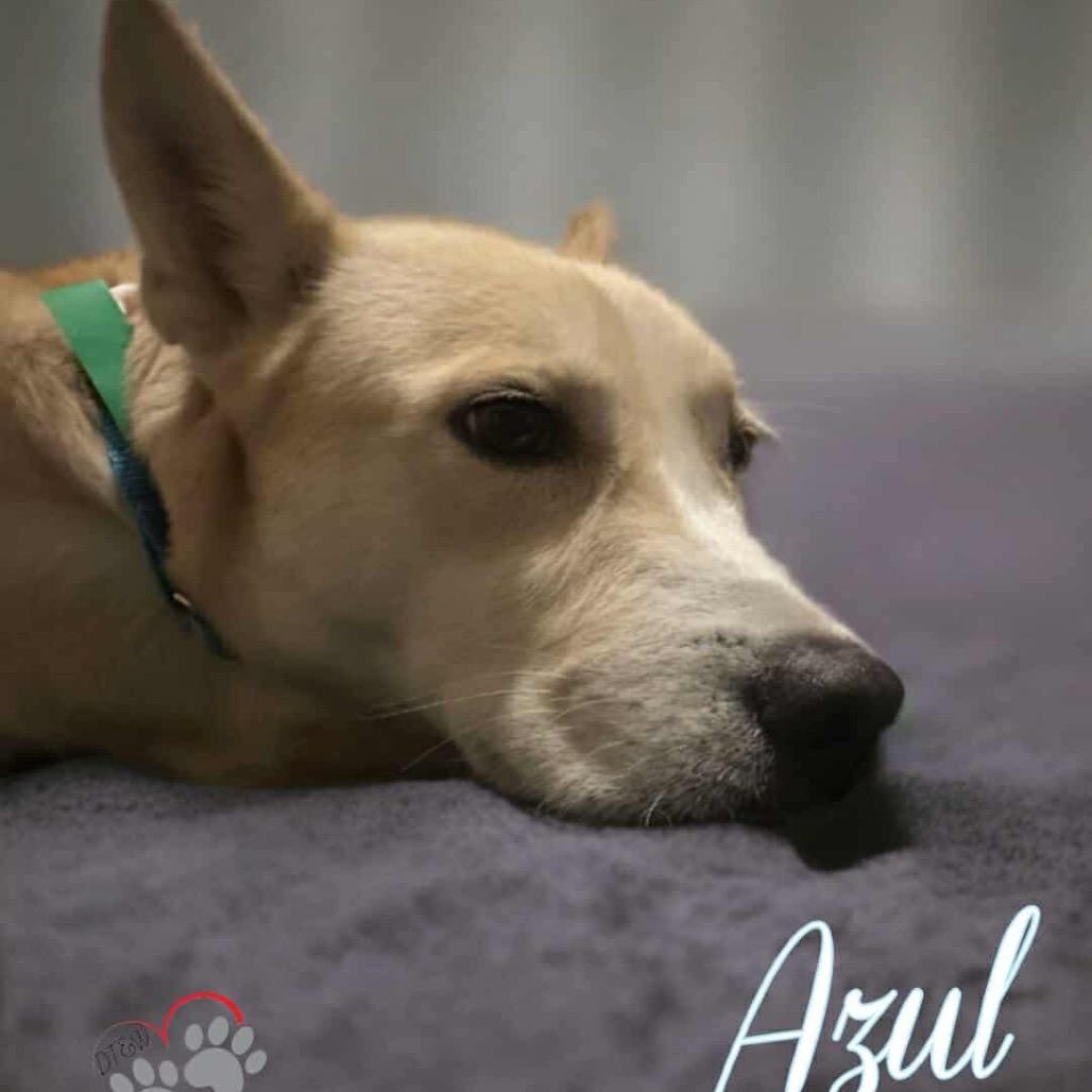 Enlarge Azul, a Adoptable mixed breed in Phoenix, AZ image 5/6