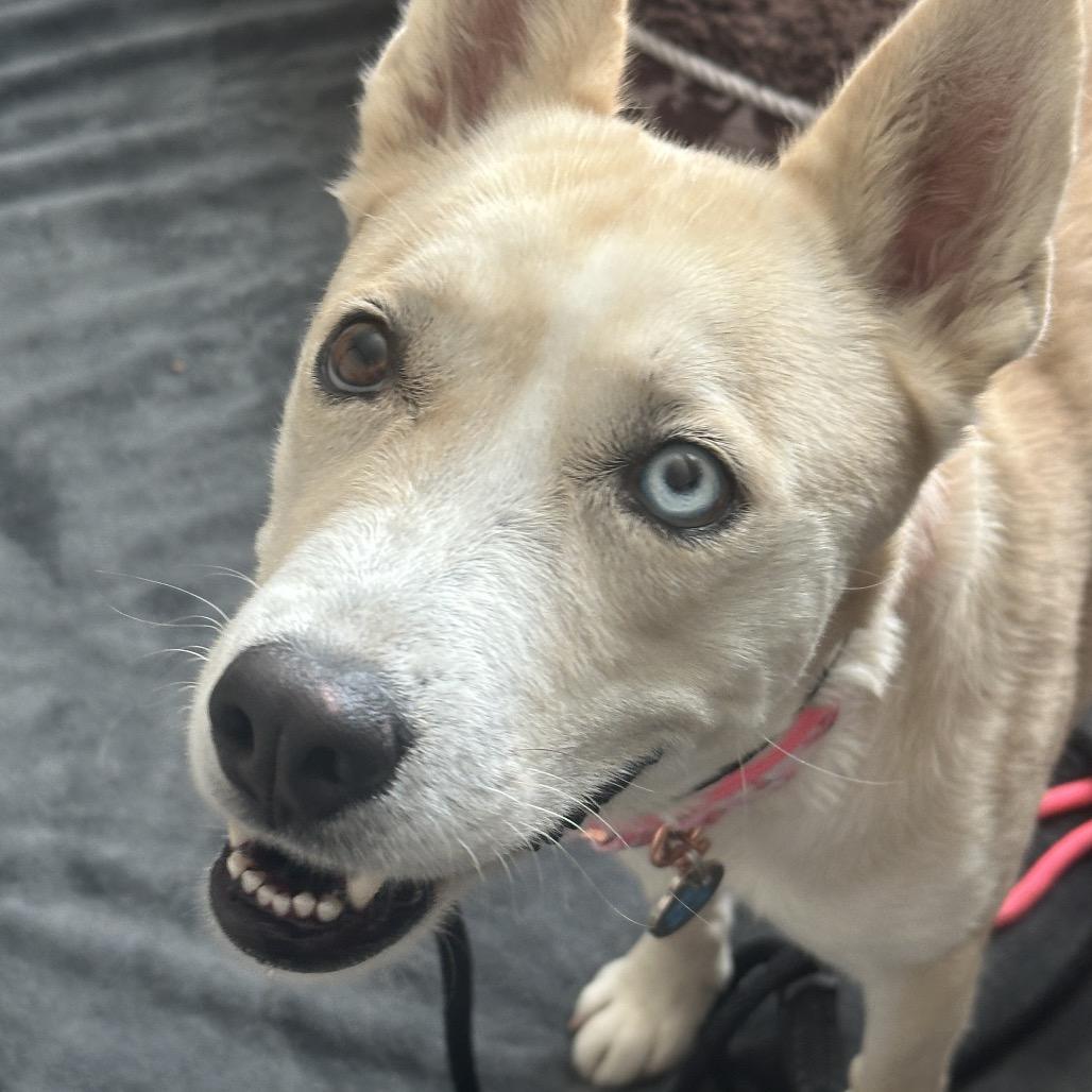 Enlarge Azul, a Adoptable mixed breed in Phoenix, AZ image 6/6