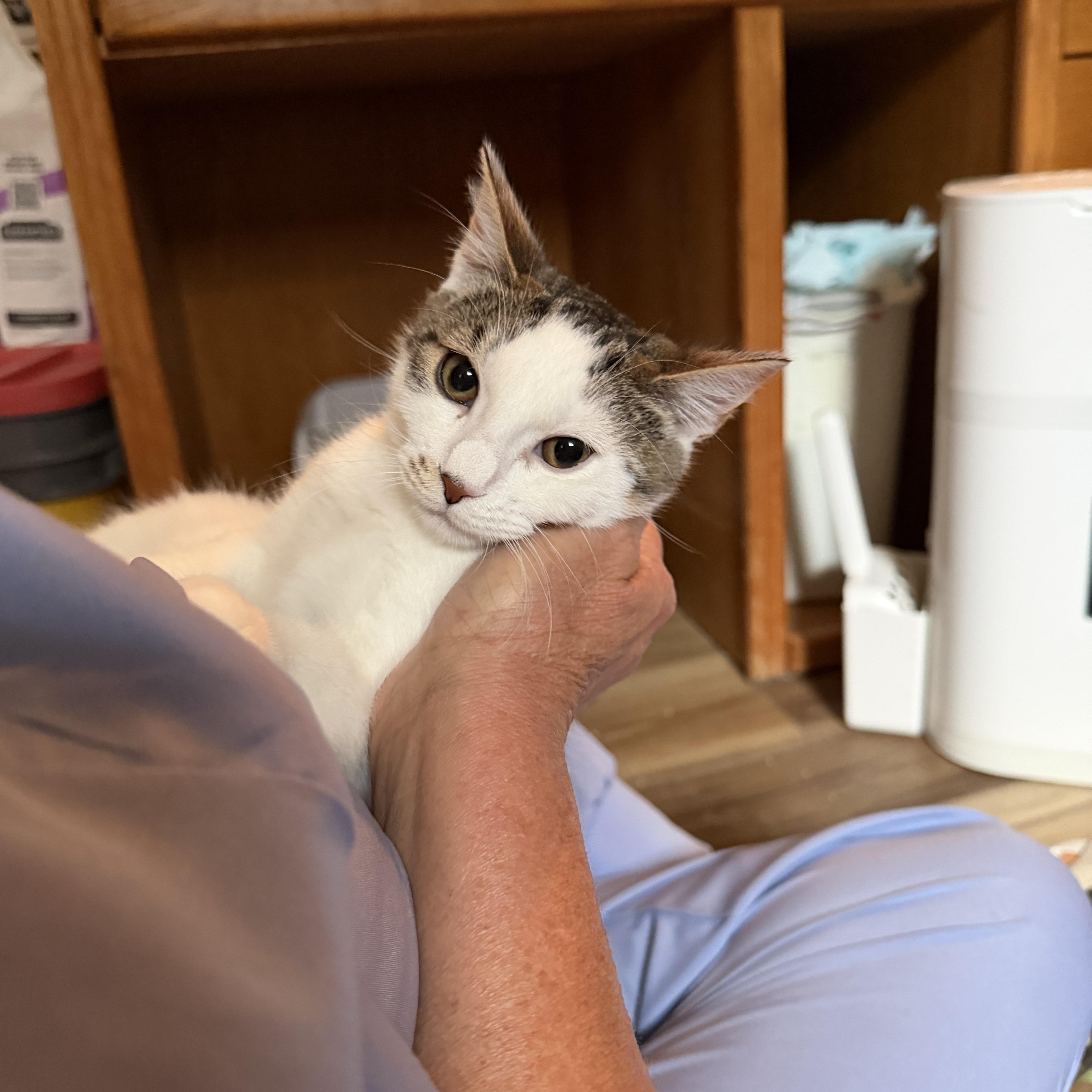 Enlarge Halfpint, a Adoptable Domestic Short Hair in Brentwood, NY image 4/6