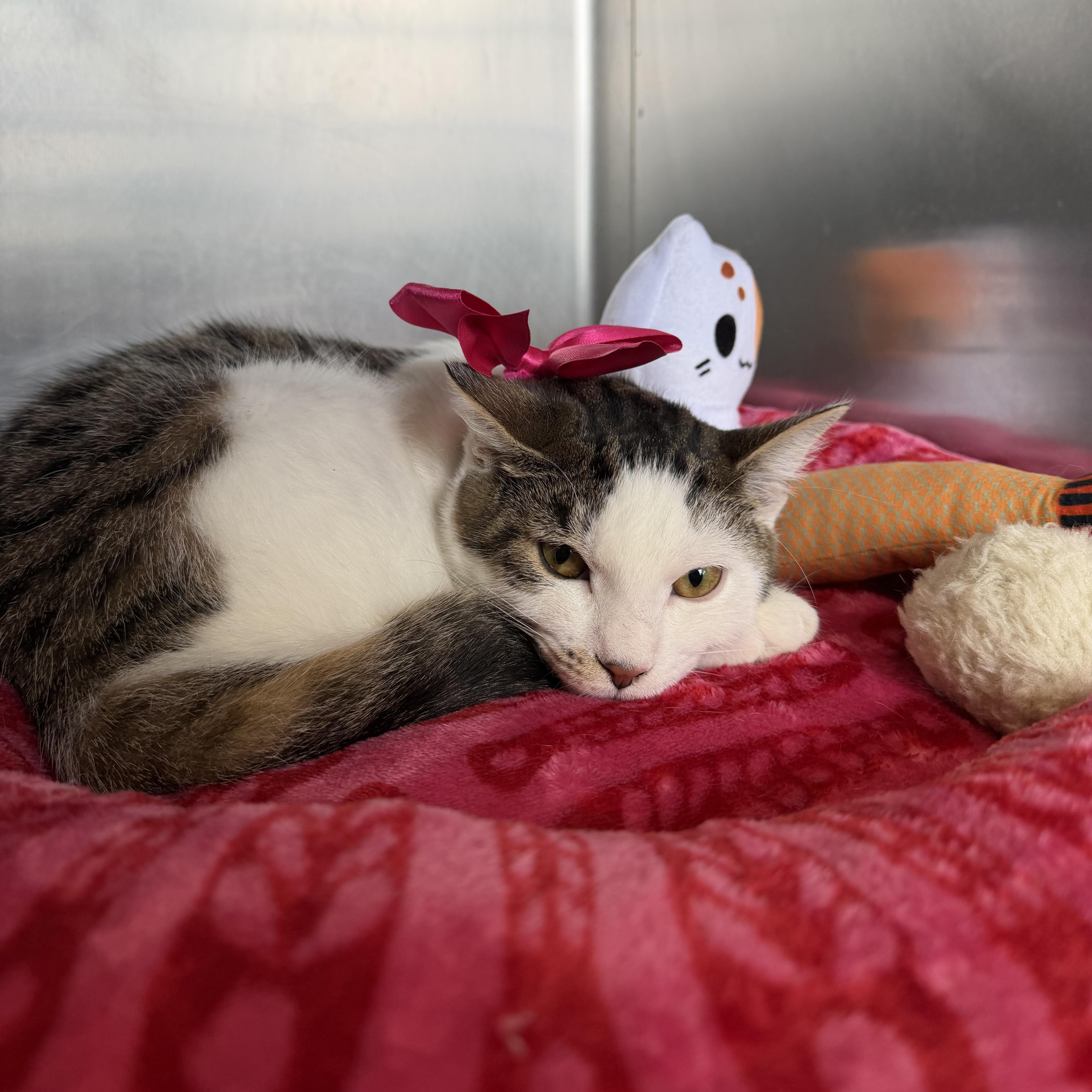Enlarge Halfpint, a Adoptable Domestic Short Hair in Brentwood, NY image 2/6
