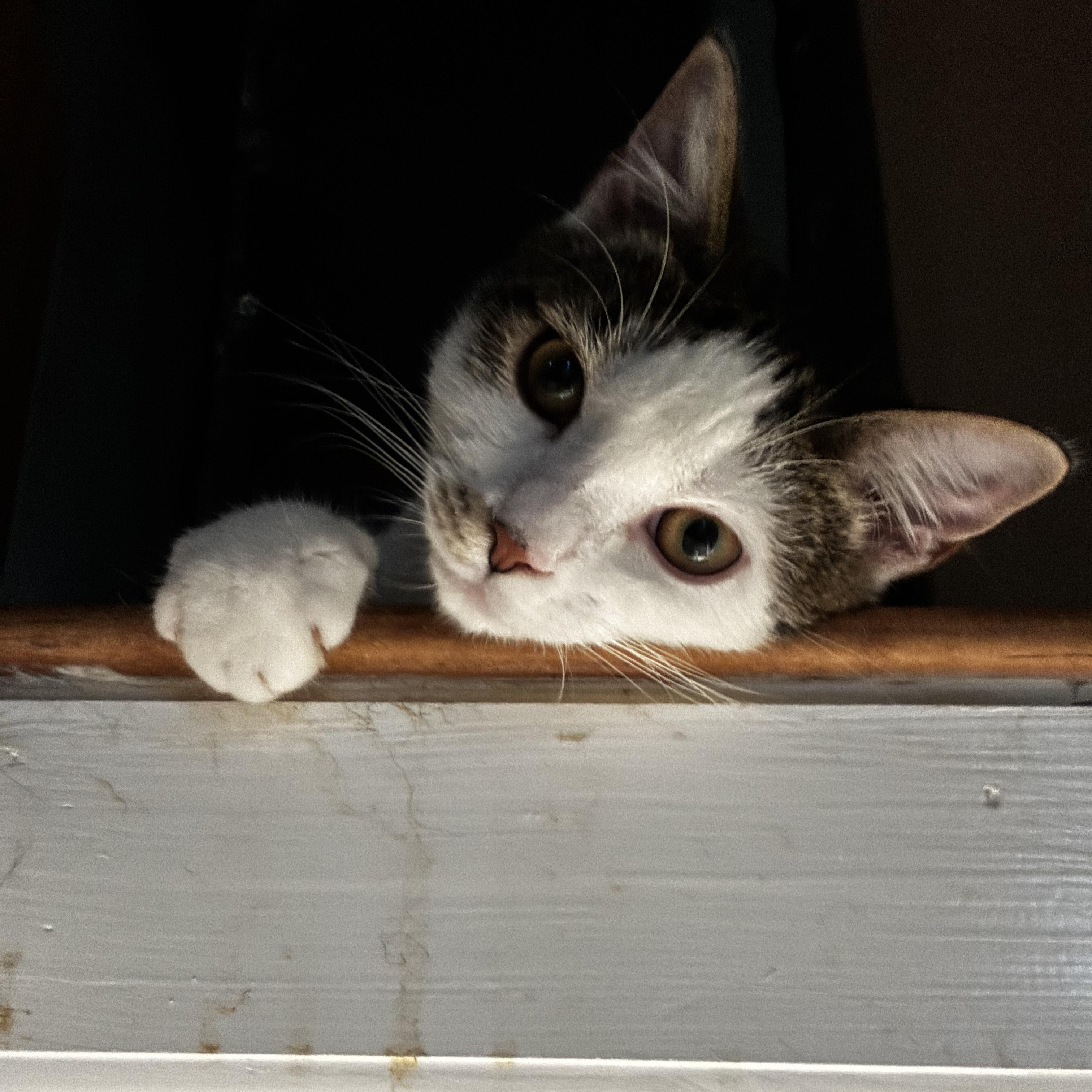 Enlarge Halfpint, a Adoptable Domestic Short Hair in Brentwood, NY image 1/6