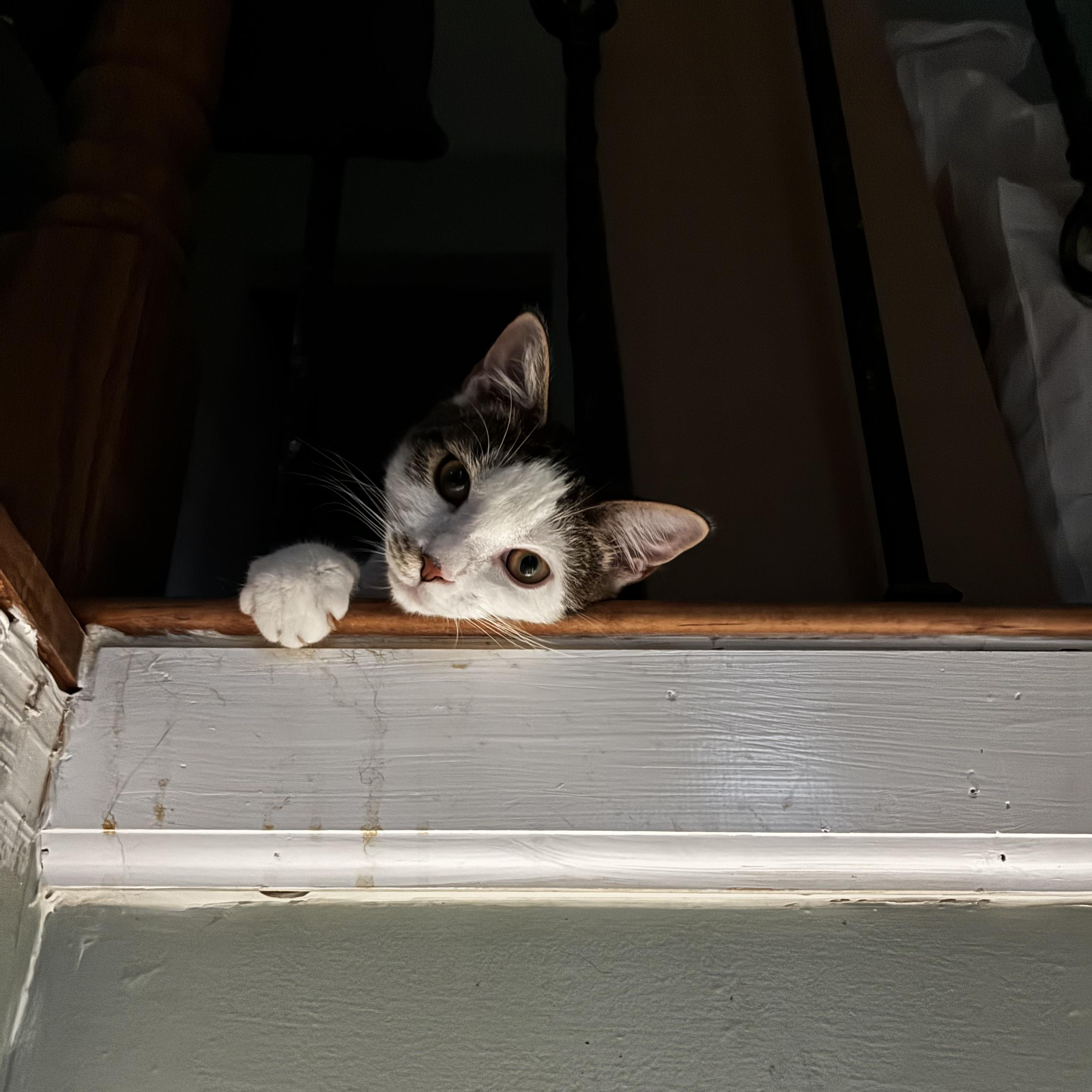 Enlarge Halfpint, a Adoptable Domestic Short Hair in Brentwood, NY image 6/6