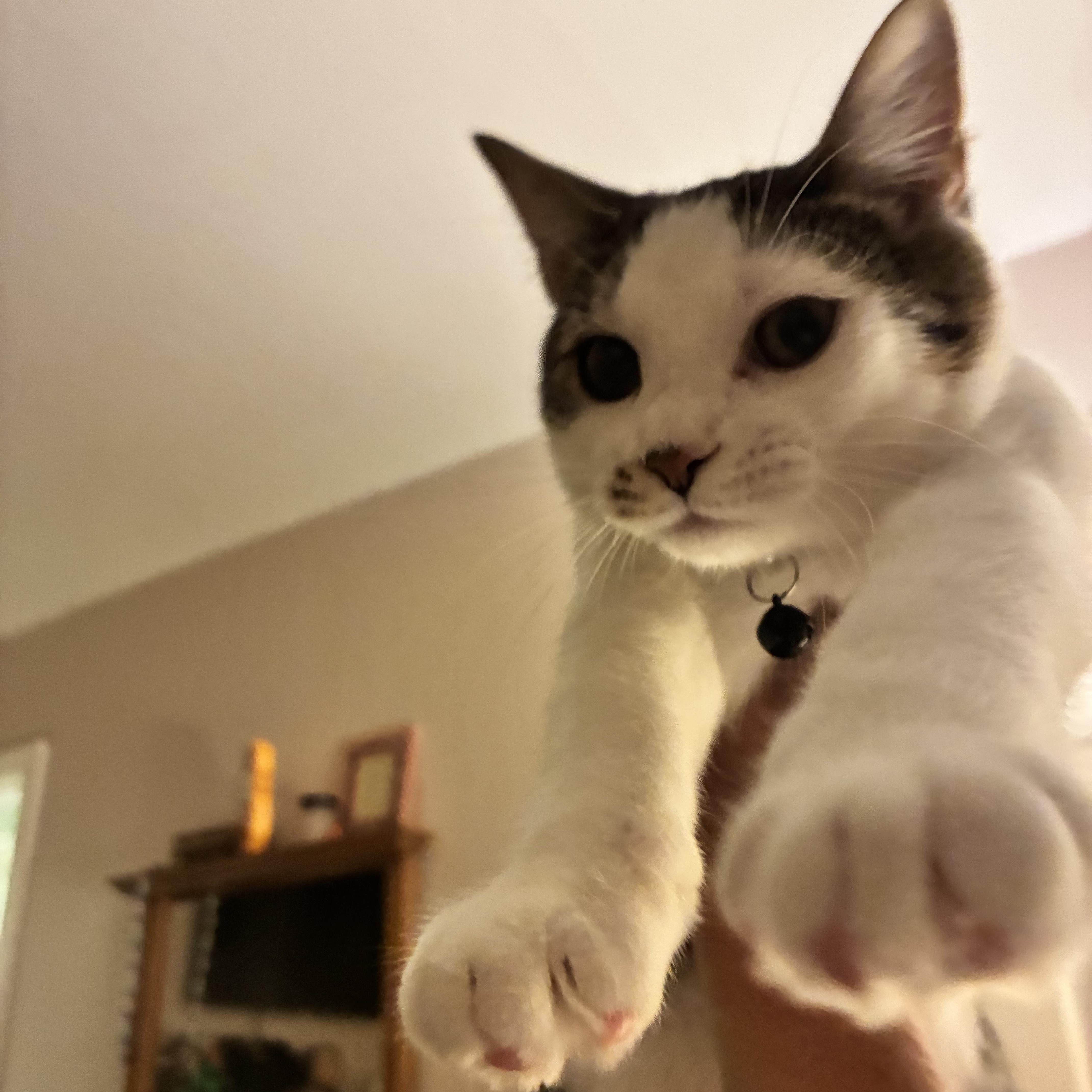 Enlarge Halfpint, a Adoptable Domestic Short Hair in Brentwood, NY image 3/6