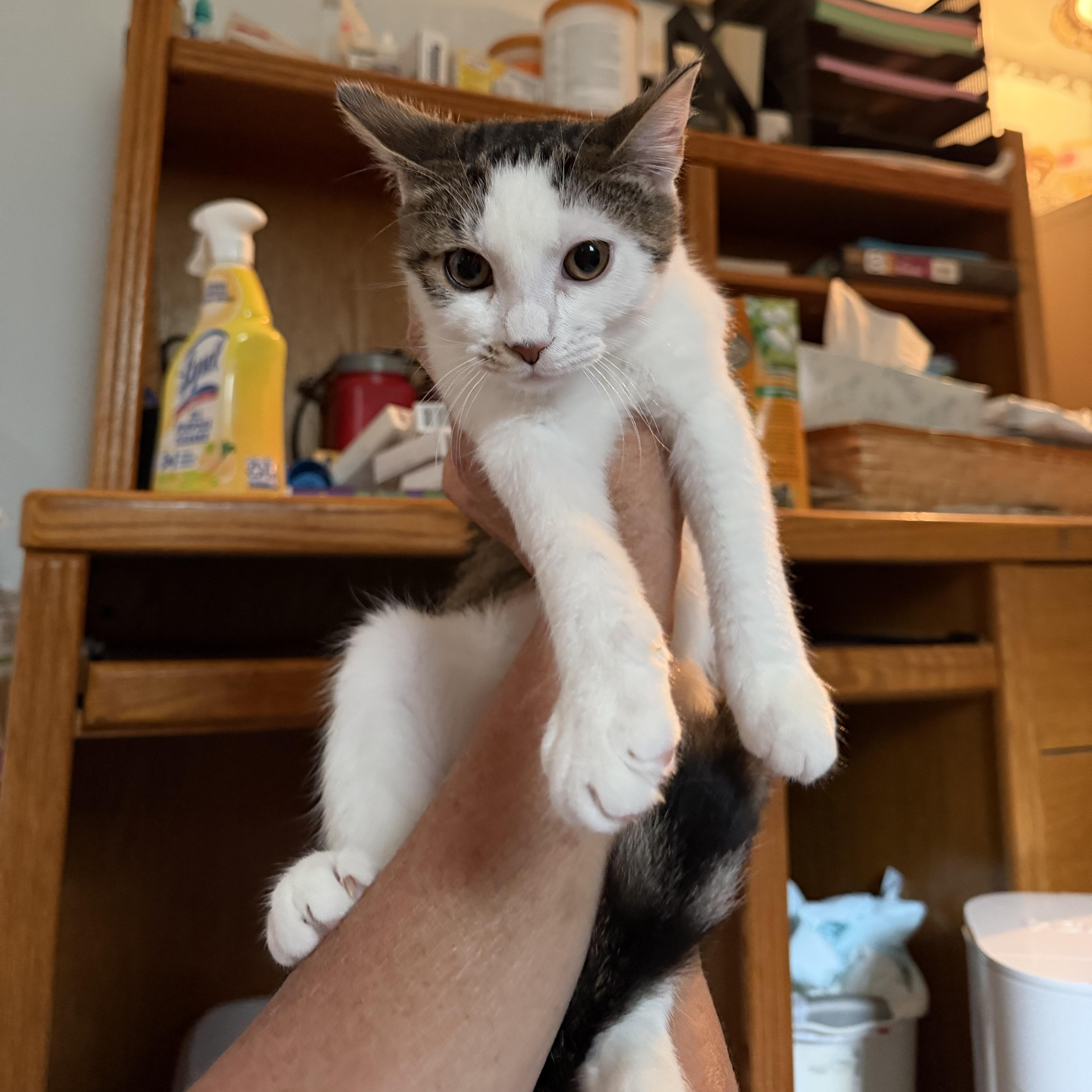 Enlarge Halfpint, a Adoptable Domestic Short Hair in Brentwood, NY image 5/6