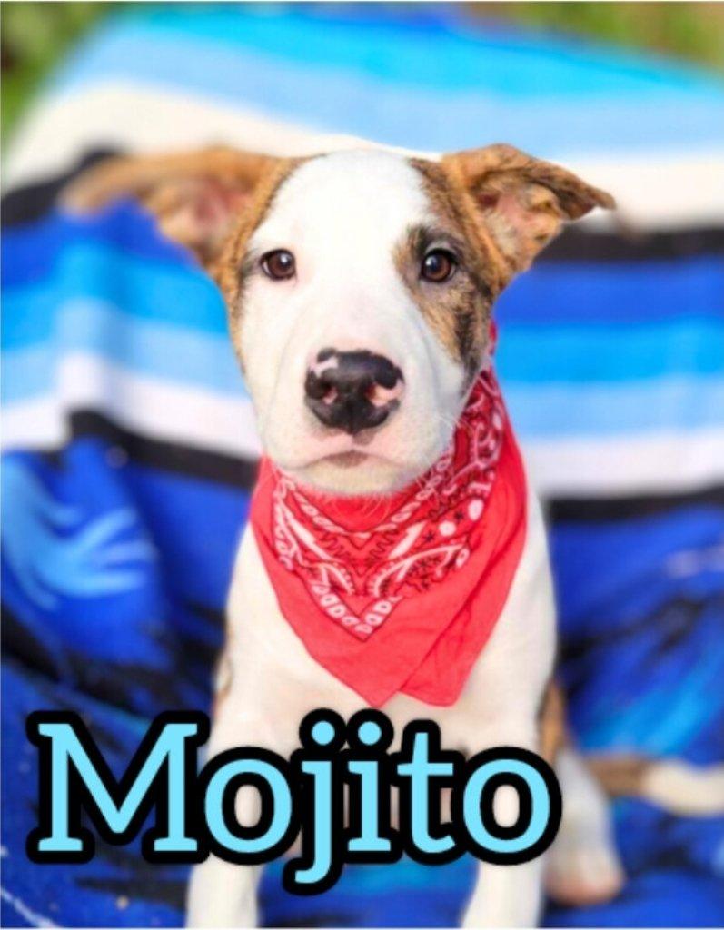 Enlarge Mojito, an adopted mixed breed in Anza, CA image 1/1