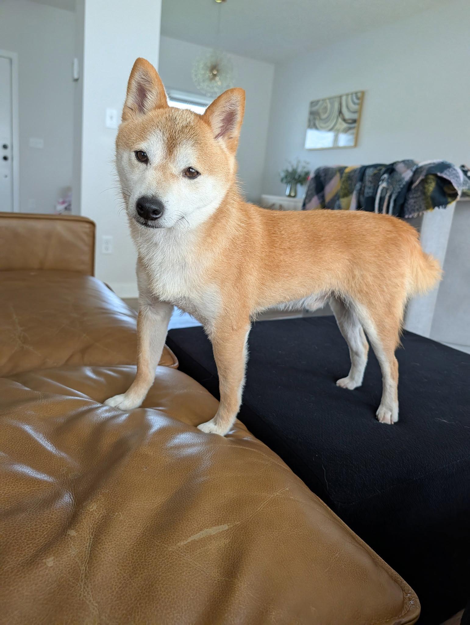 Kitsu, Adoptable, Adult Male Shiba Inu.
