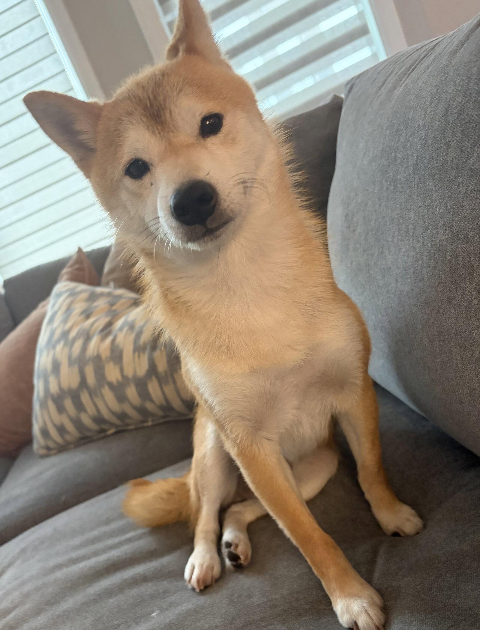 Enlarge Kitsu, a Adoptable Shiba Inu in Omaha, NE image 2/3