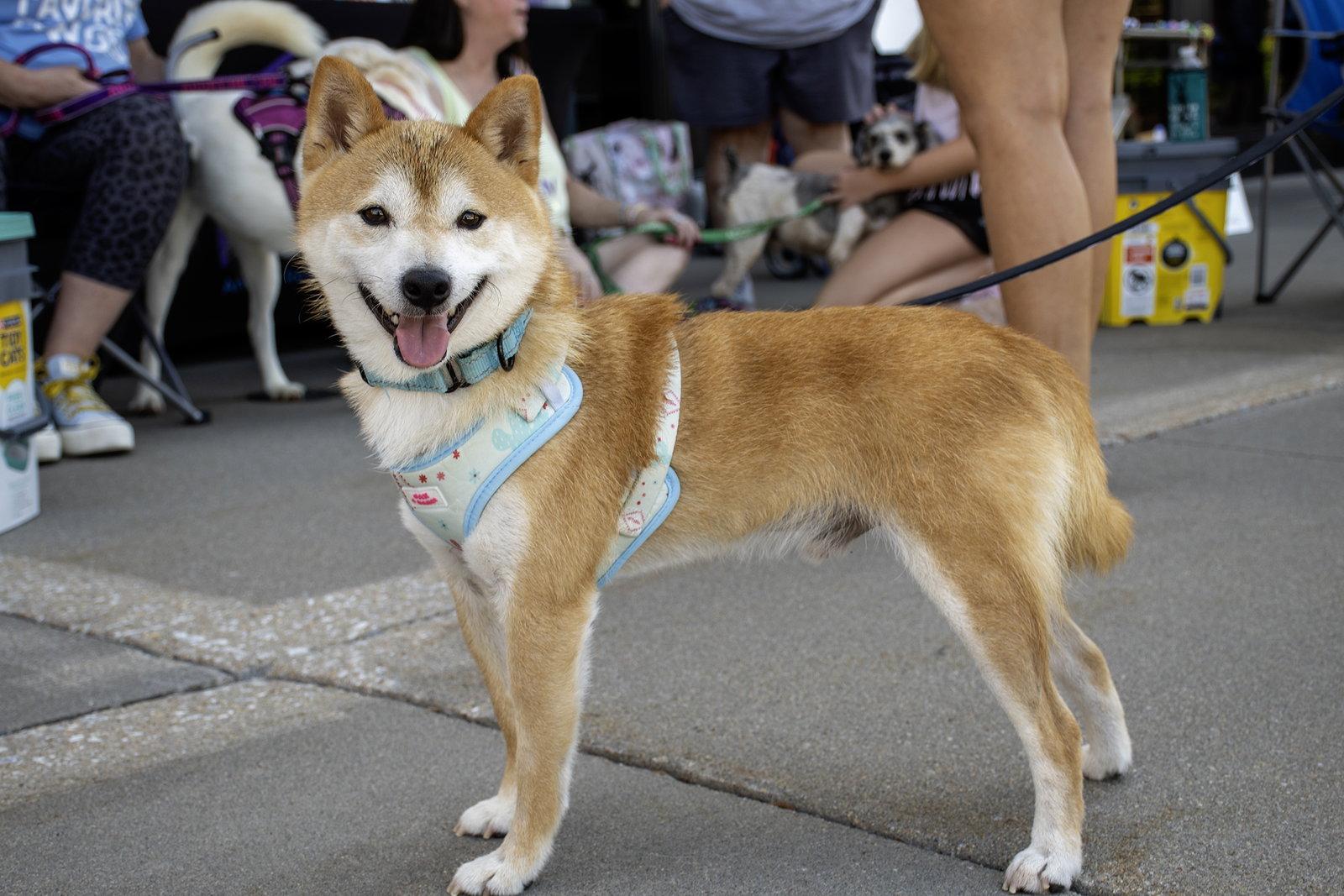 Enlarge Kitsu, a Adoptable Shiba Inu in Omaha, NE image 3/3