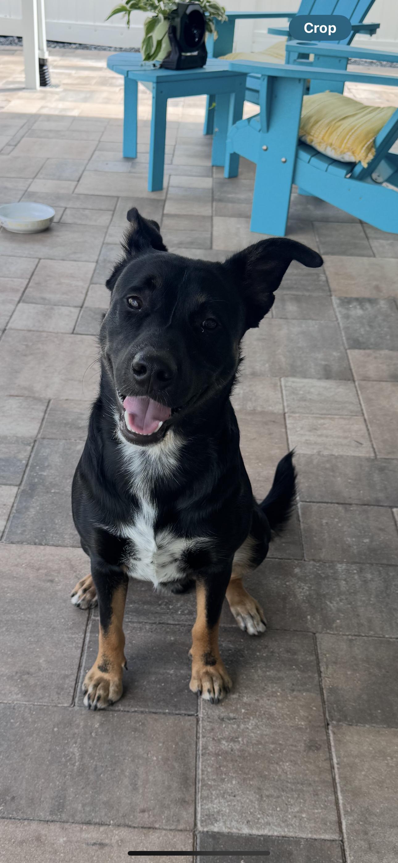 Blackie, adoptable, Young Male German Shepherd Dog & Australian Cattle Dog / Blue Heeler.