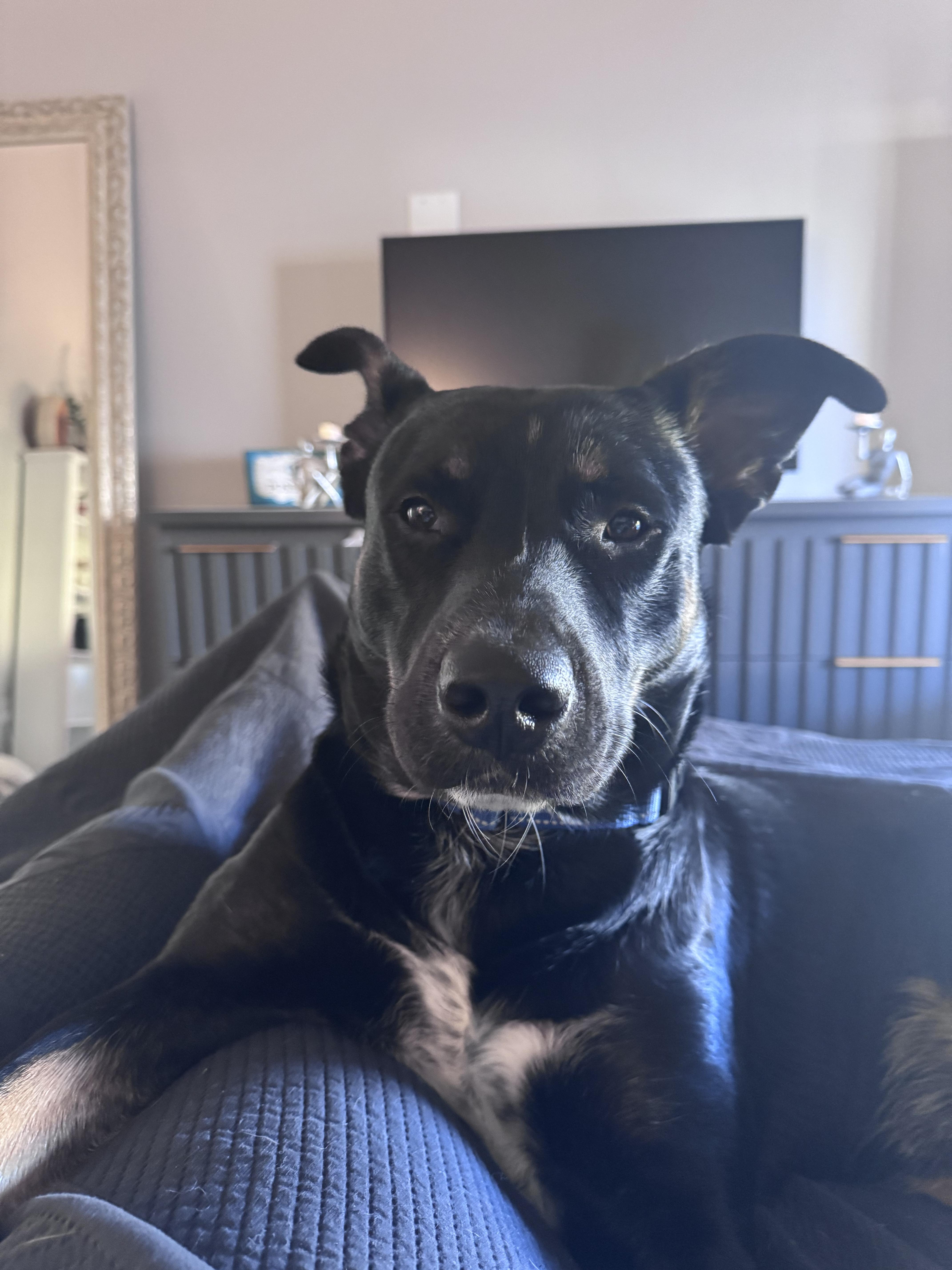 Enlarge Blackie, an adoptable mixed breed in Tarpon Springs, FL image 4/4