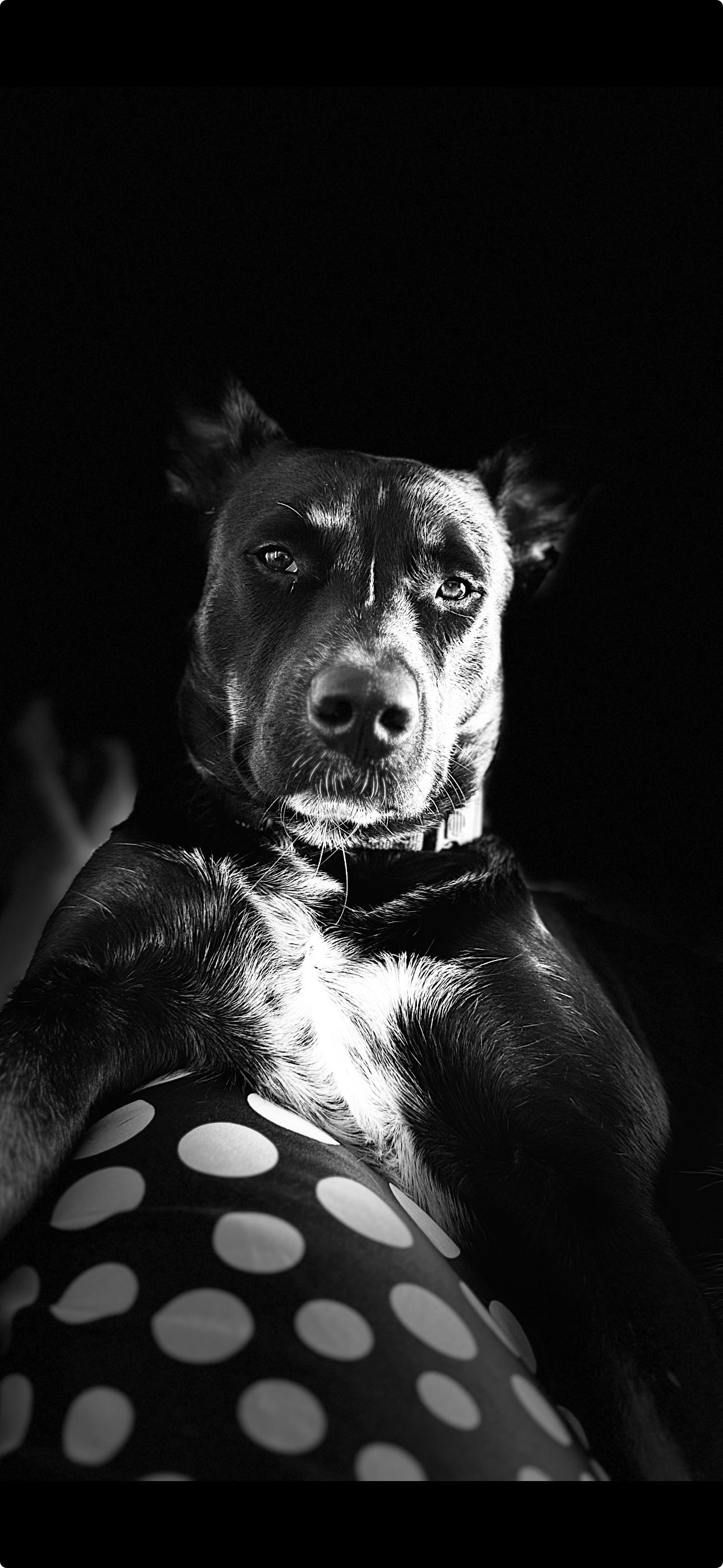 Enlarge Blackie, an adoptable mixed breed in Tarpon Springs, FL image 2/4