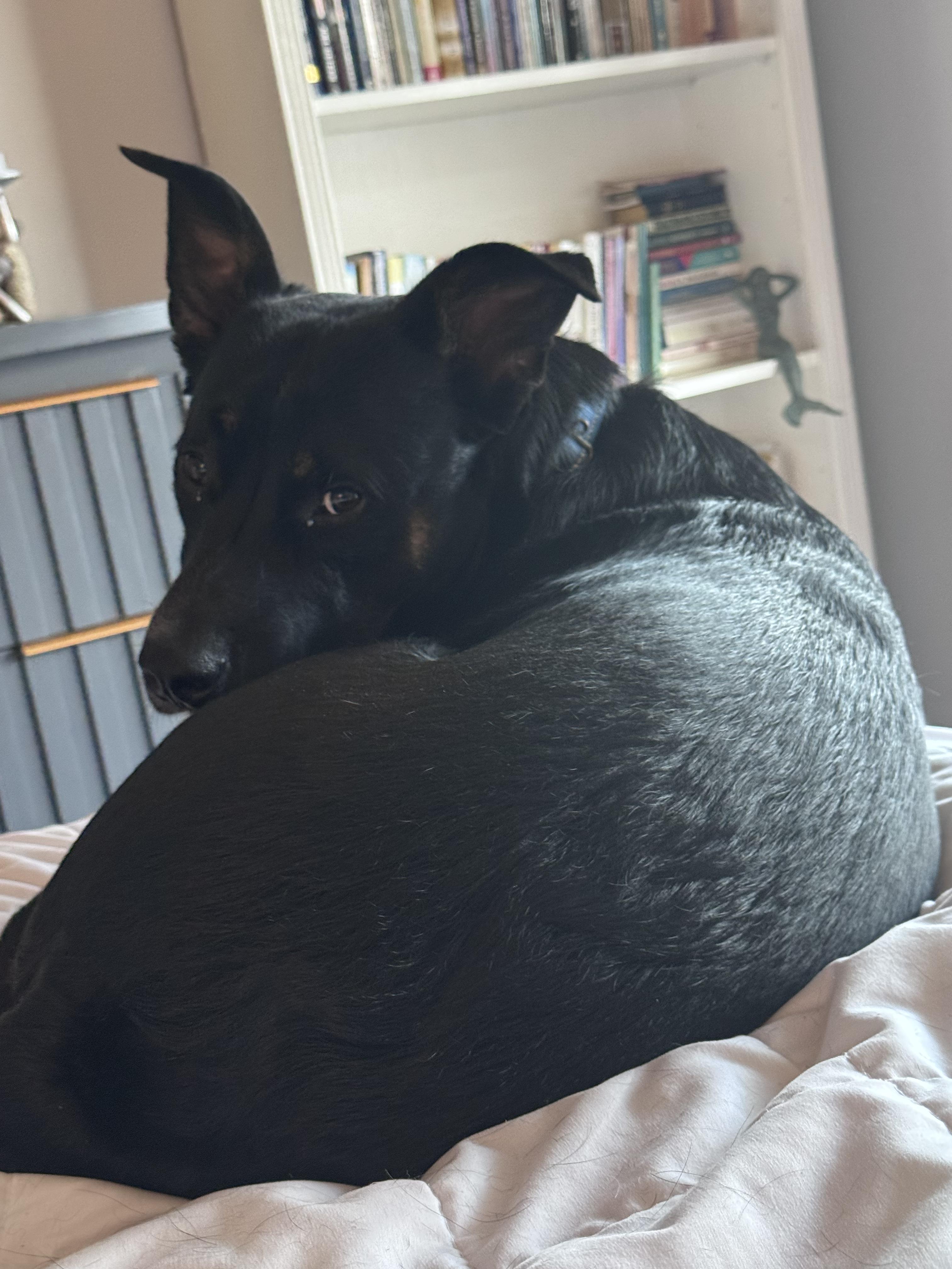 Blackie — thumbnail 4