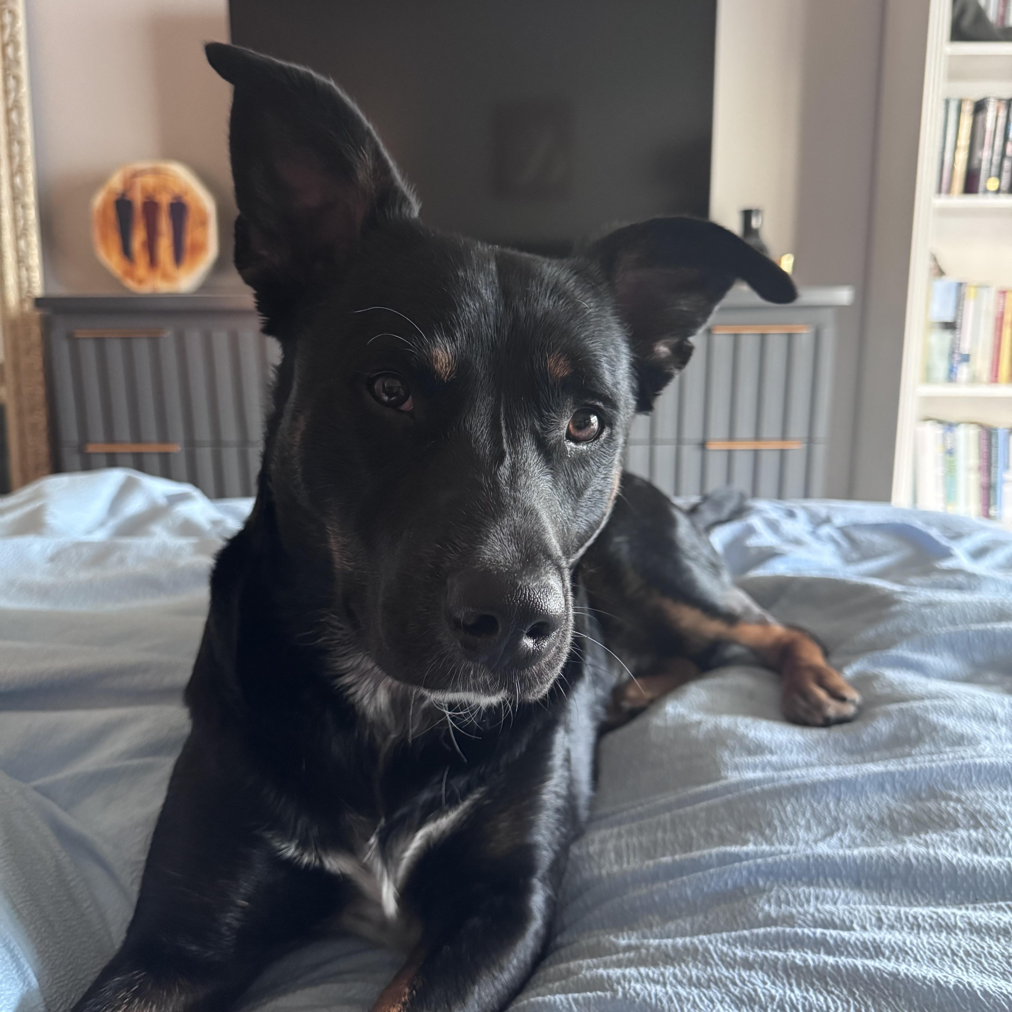Enlarge Blackie, an adoptable mixed breed in Hudson, FL image 5/5