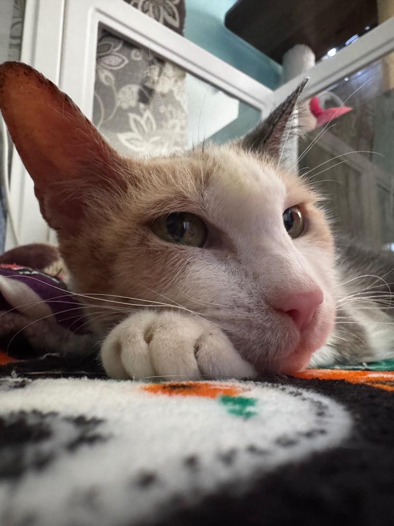 Bo-Bella, Adoptable, Senior Female Domestic Short Hair.