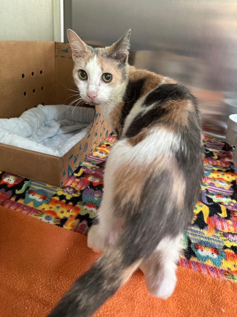 Enlarge Bo-Bella, a Adoptable mixed breed in Hot Springs, AR image 2/2