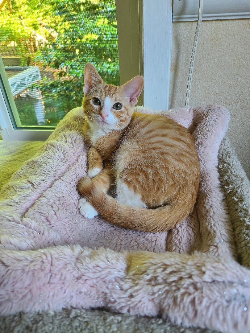 Enlarge Bugsy & Honey Bee, an adoption pending Domestic Short Hair in Kirkland, WA image 4/6