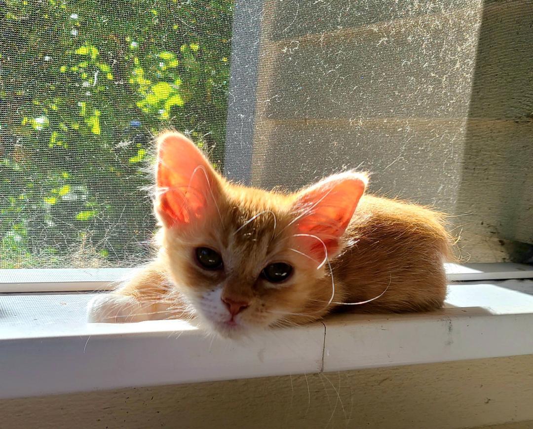Enlarge Bugsy & Honey Bee, an adoption pending Domestic Short Hair in Kirkland, WA image 6/6